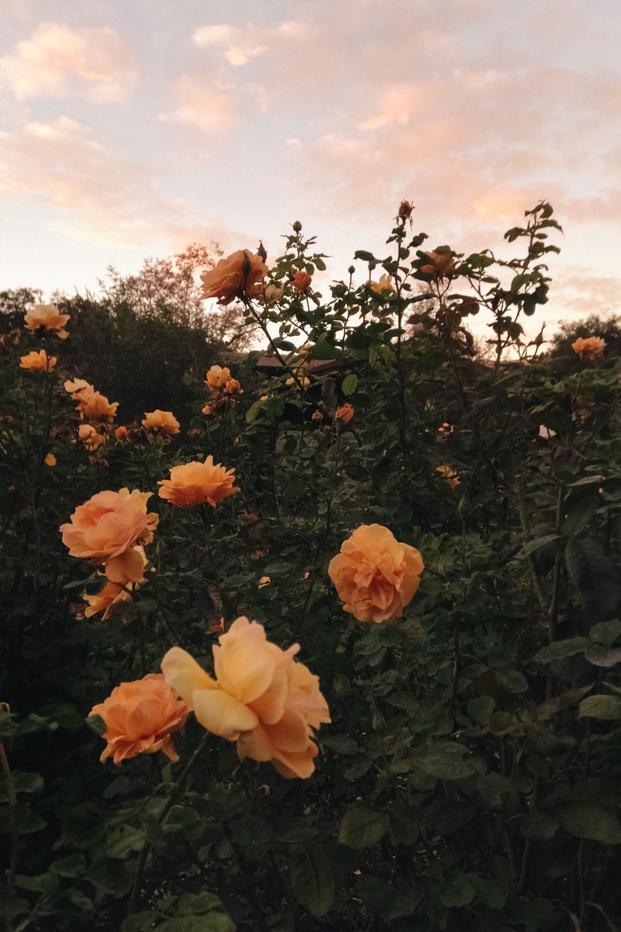 Vintage Flower Aesthetic Wallpapers Wallpaper Cave