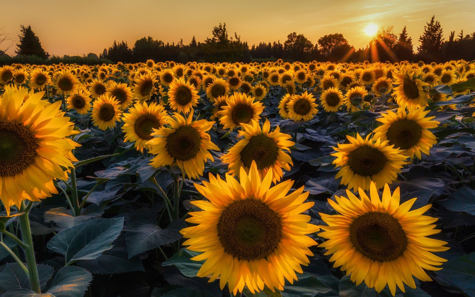 Sunflowers Summer Wallpapers Wallpaper Cave