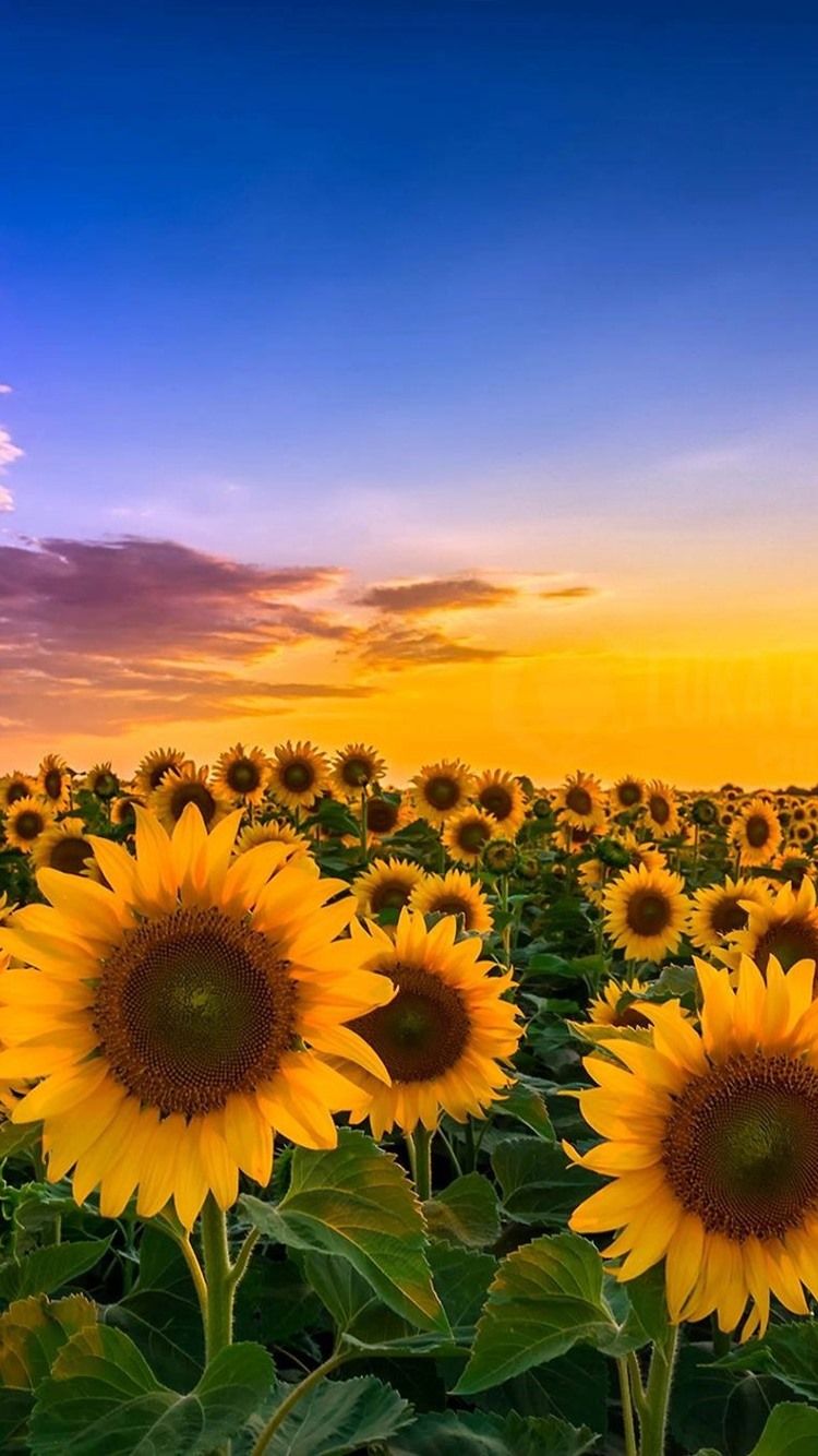 Summer Sunflowers Wallpapers Wallpaper Cave