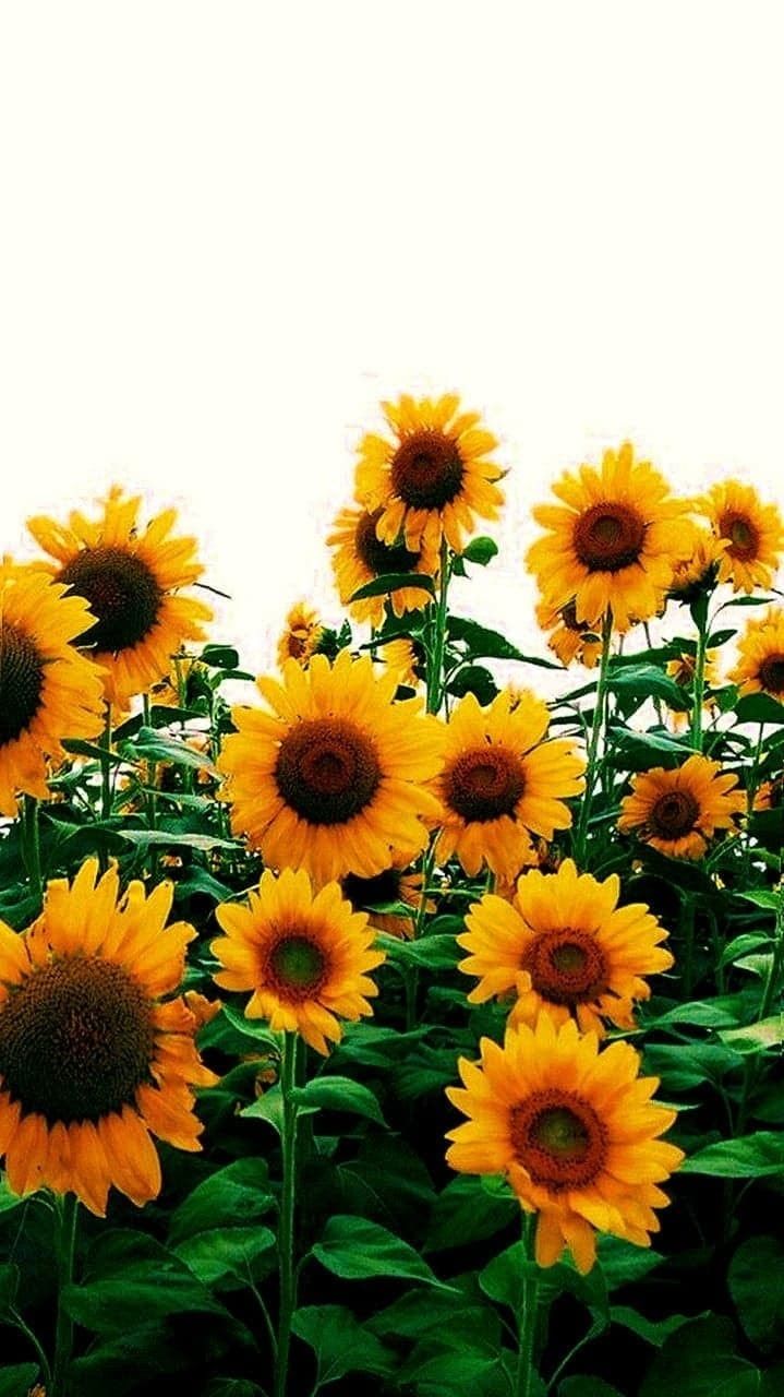 Summer Sunflowers Wallpapers Wallpaper Cave