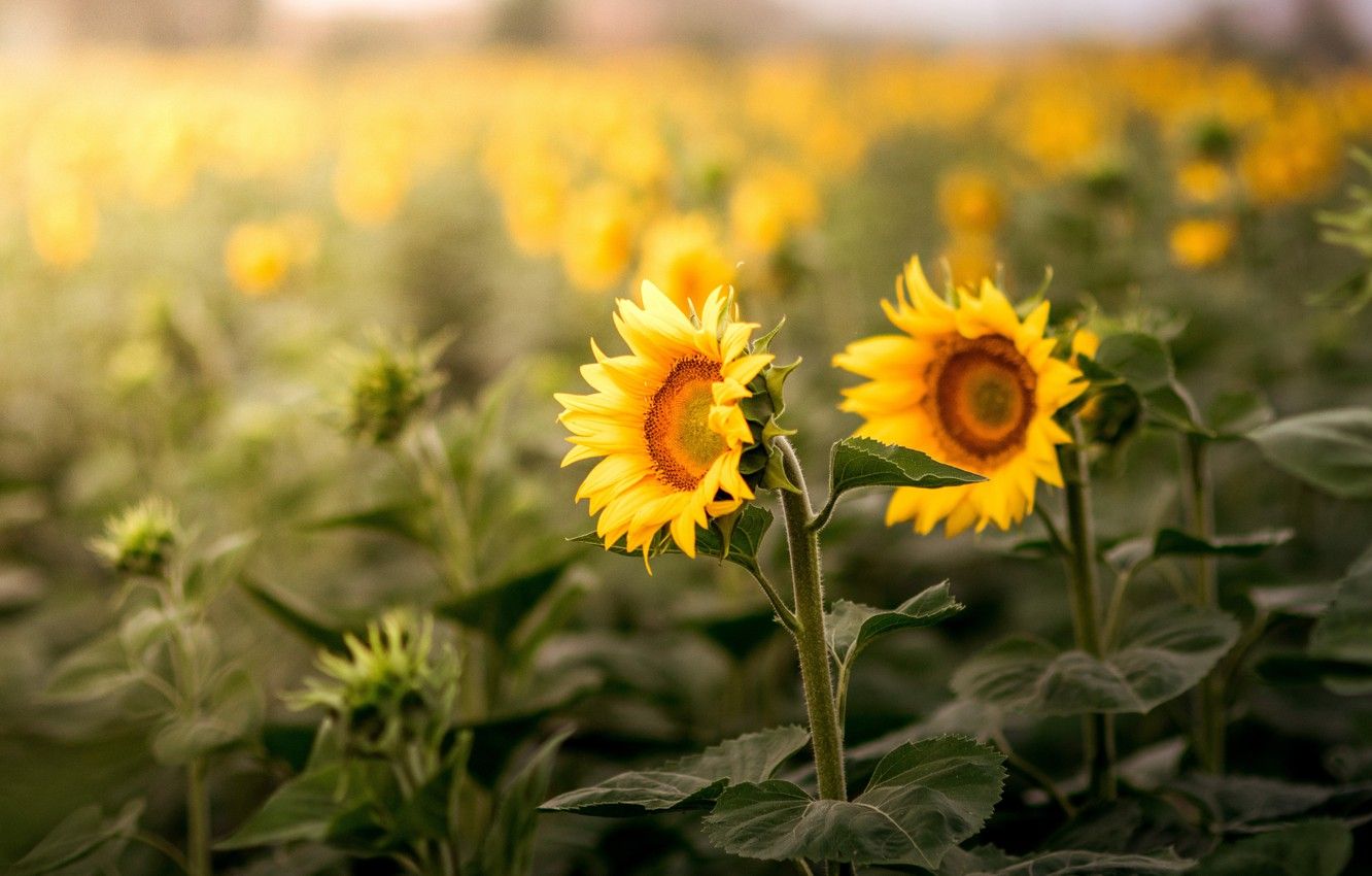 Summer Sunflowers Wallpapers Wallpaper Cave