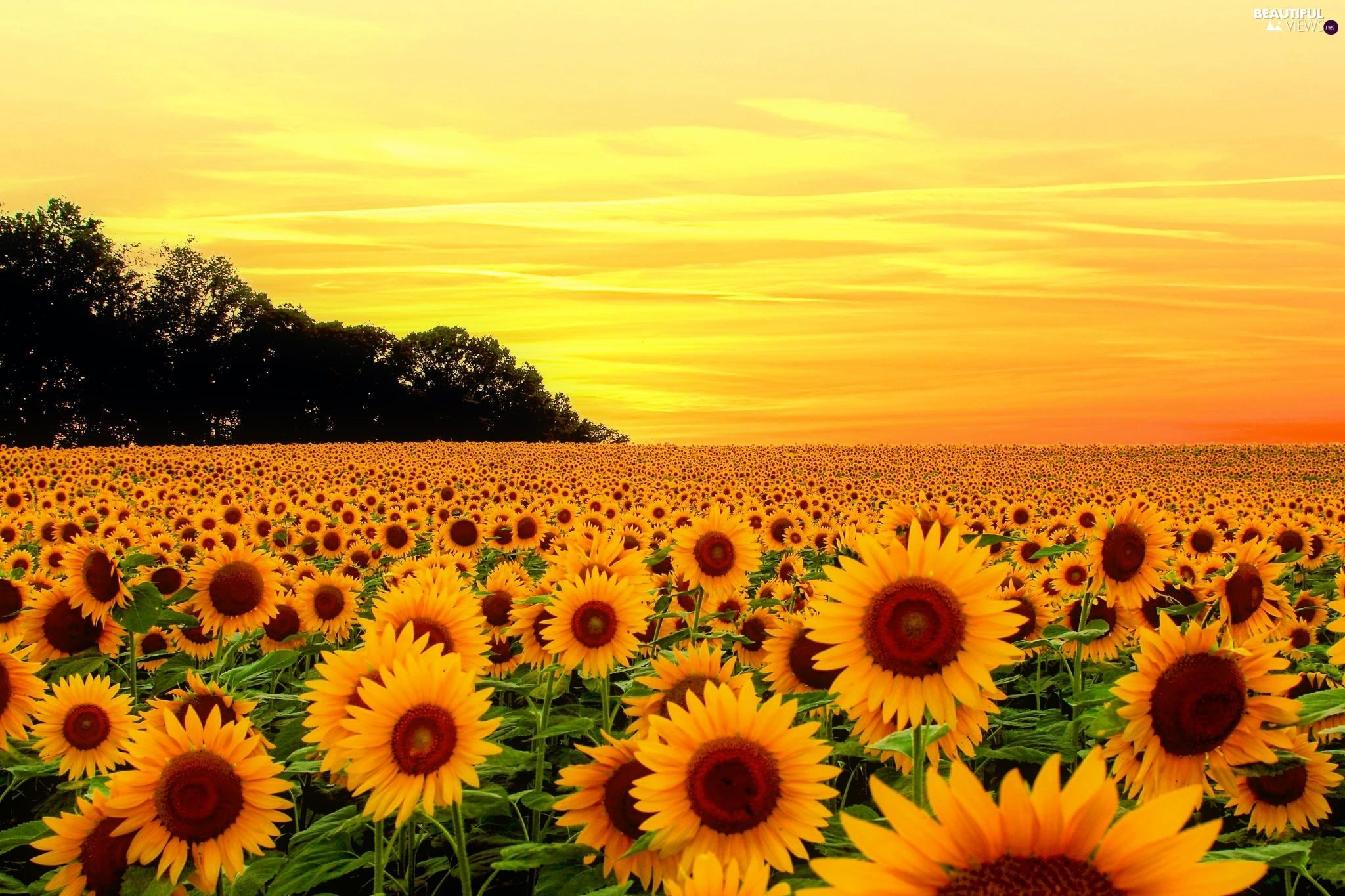 Summer Sunflowers Wallpapers Wallpaper Cave