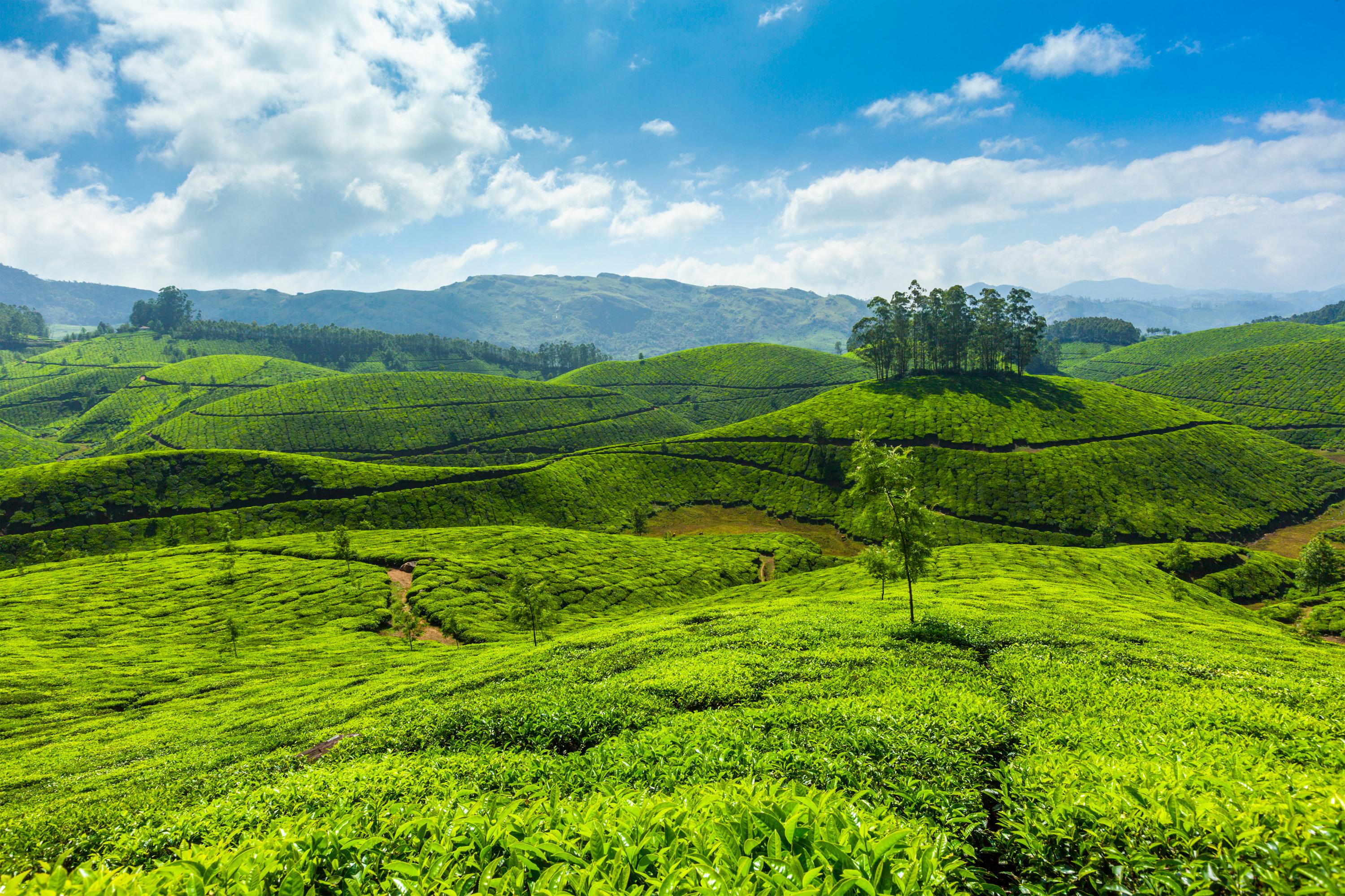 Munnar Wallpapers Wallpaper Cave