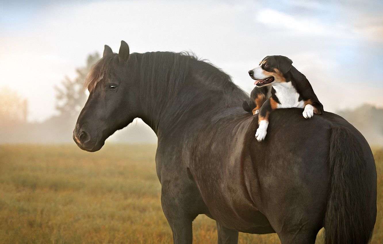 Dog And Horse Wallpapers Wallpaper Cave
