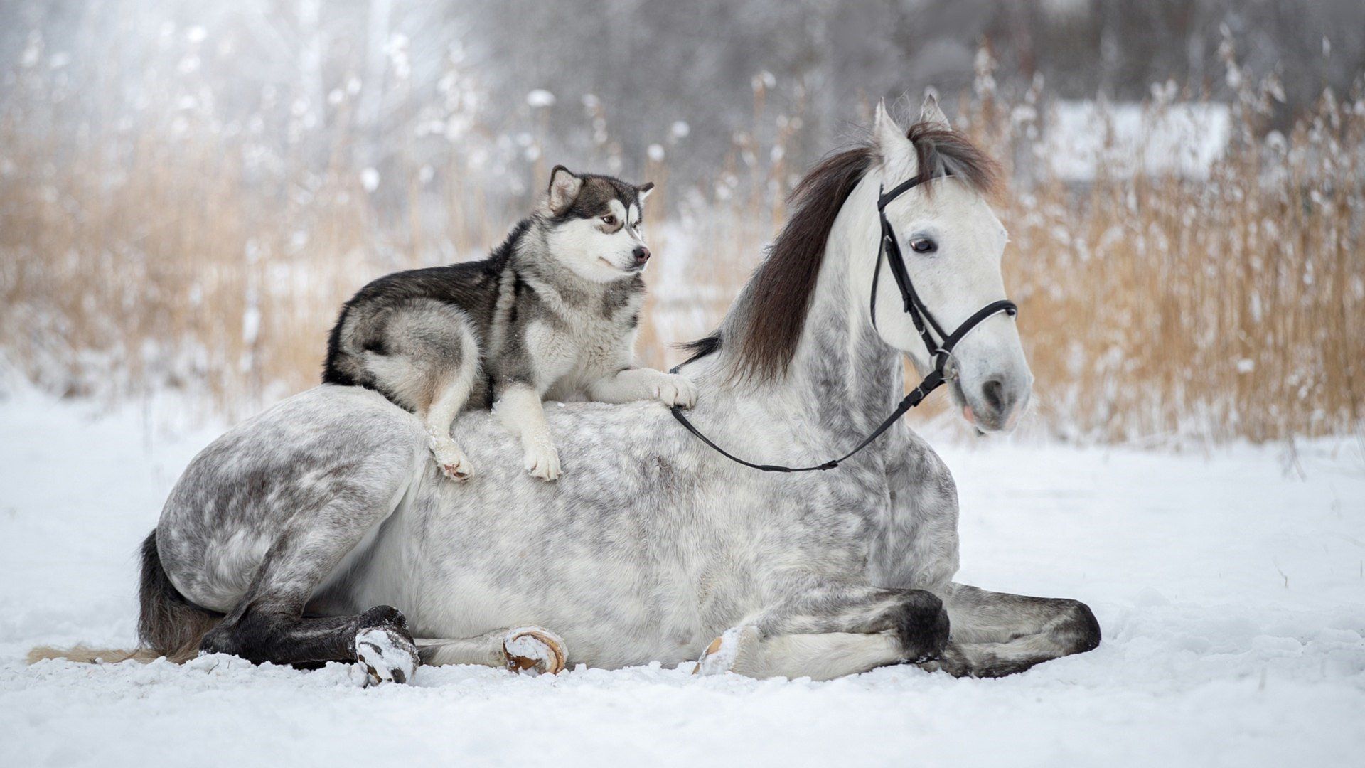 Dog And Horse Wallpapers Wallpaper Cave