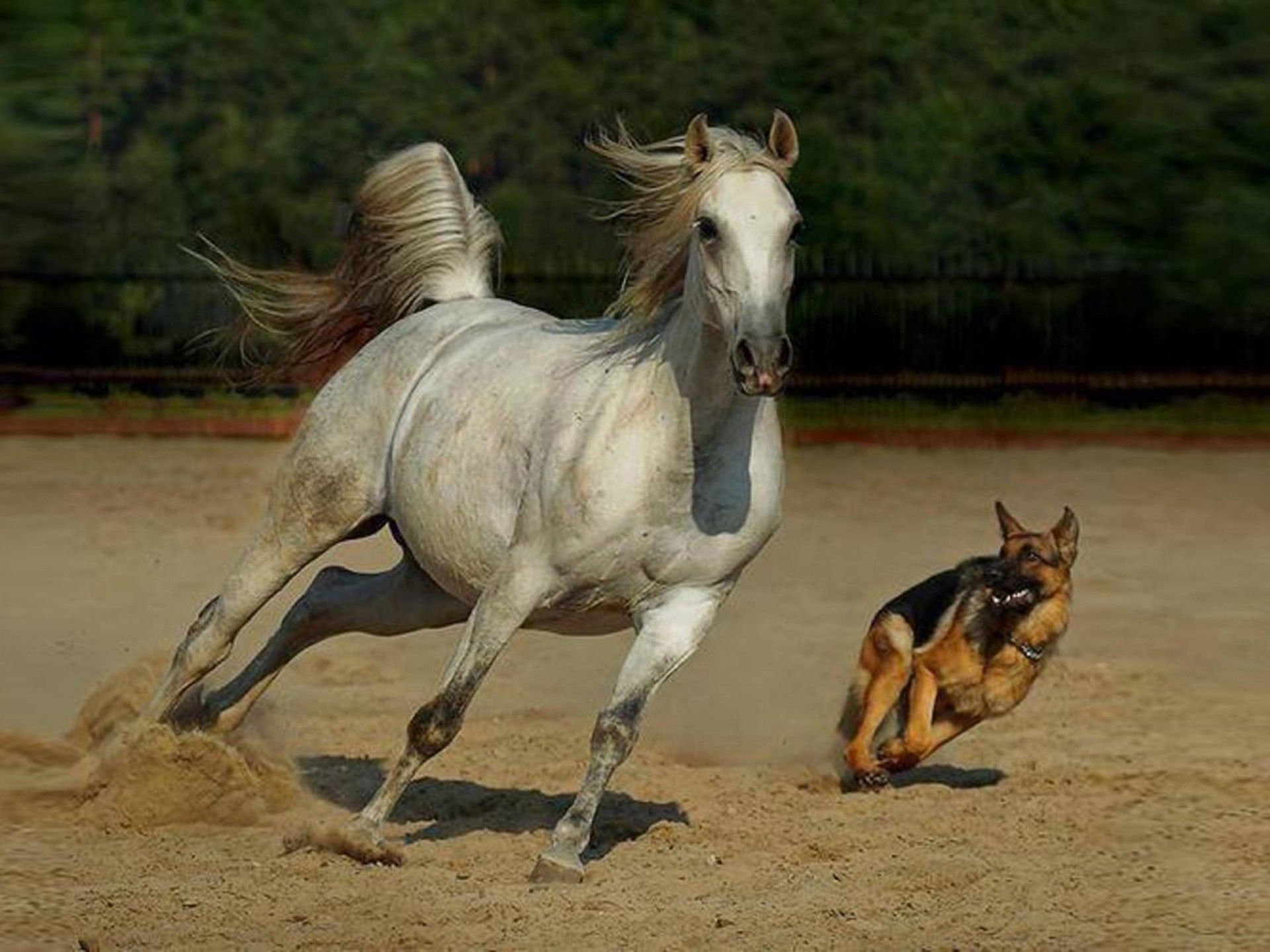 Dog And Horse Wallpapers Wallpaper Cave