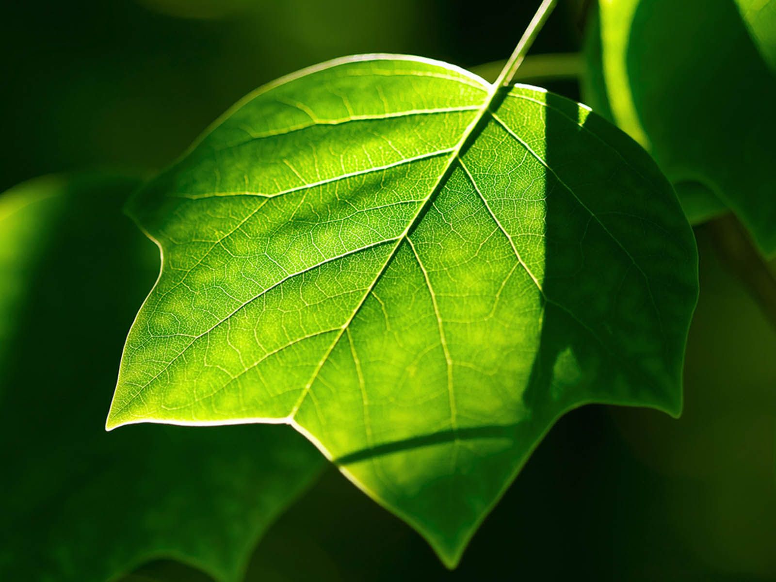 Wallpaper Daun Free Images 4k wallpaper, foliage, growth, leaves
