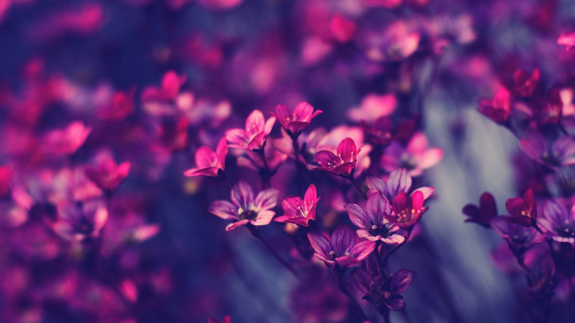 Dark Flowers Wallpapers Wallpaper Cave