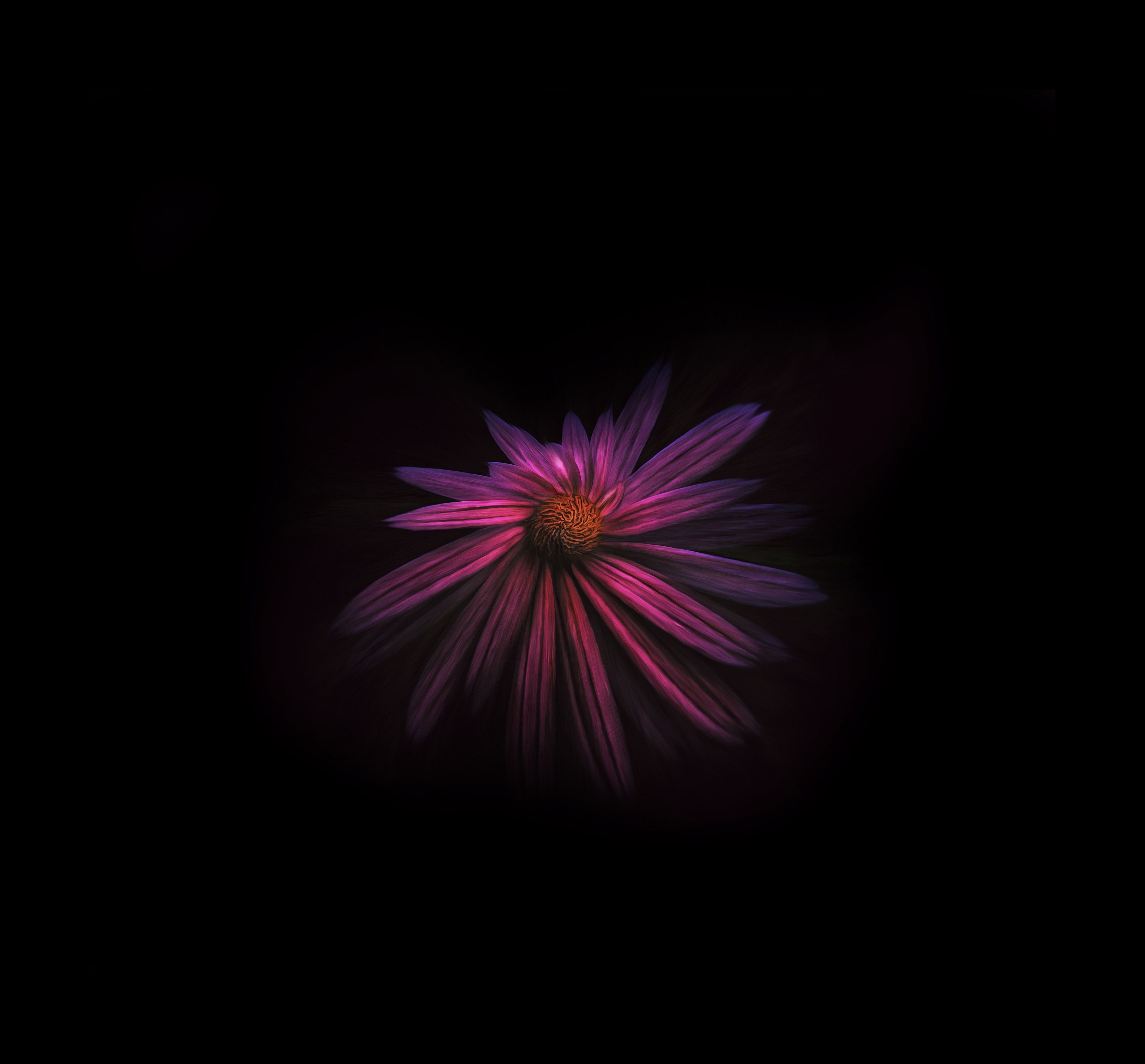 Dark Flowers Wallpapers Wallpaper Cave
