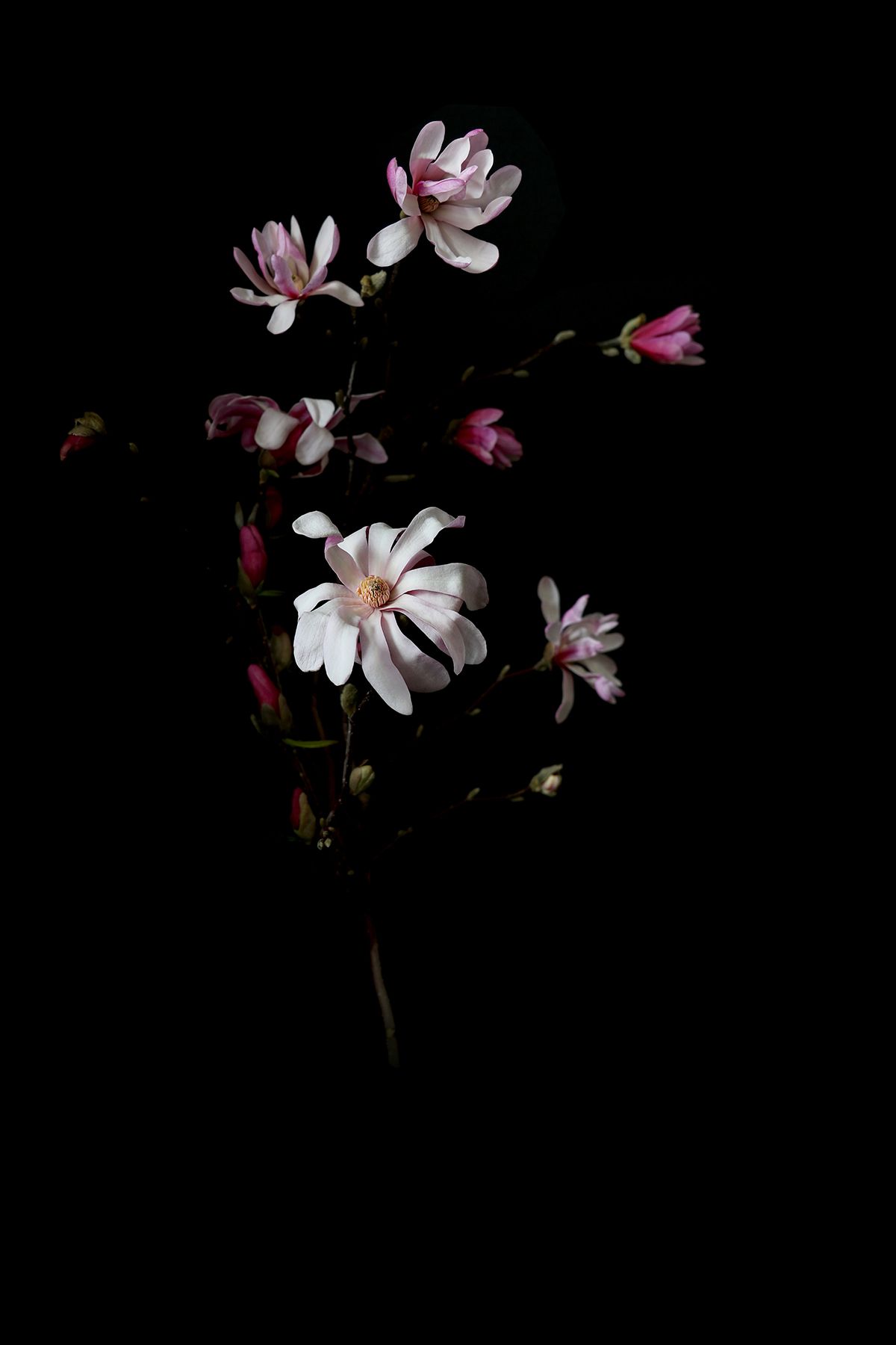 Dark Flowers Wallpapers Wallpaper Cave