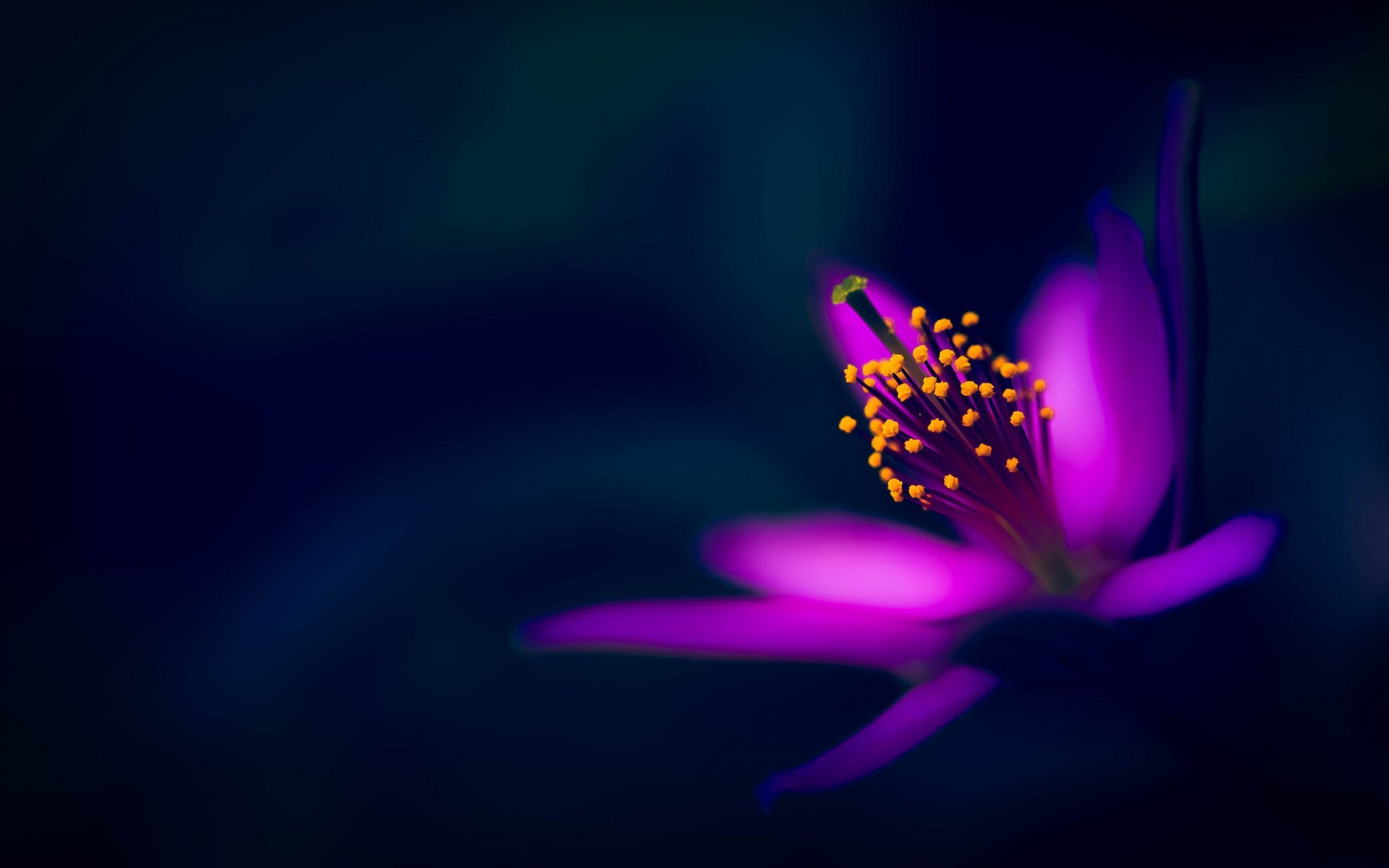 Dark Flowers Wallpapers Wallpaper Cave