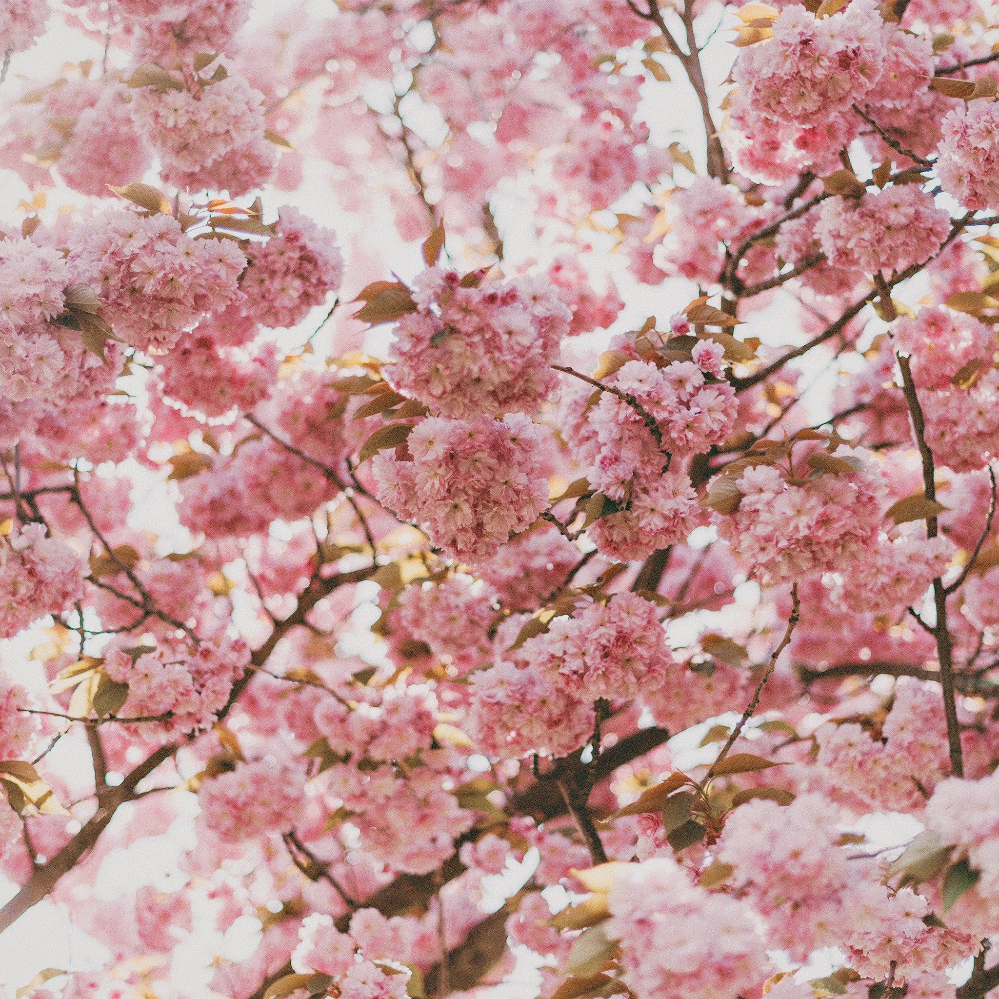 Spring Blossoms Aesthetic Wallpapers Wallpaper Cave