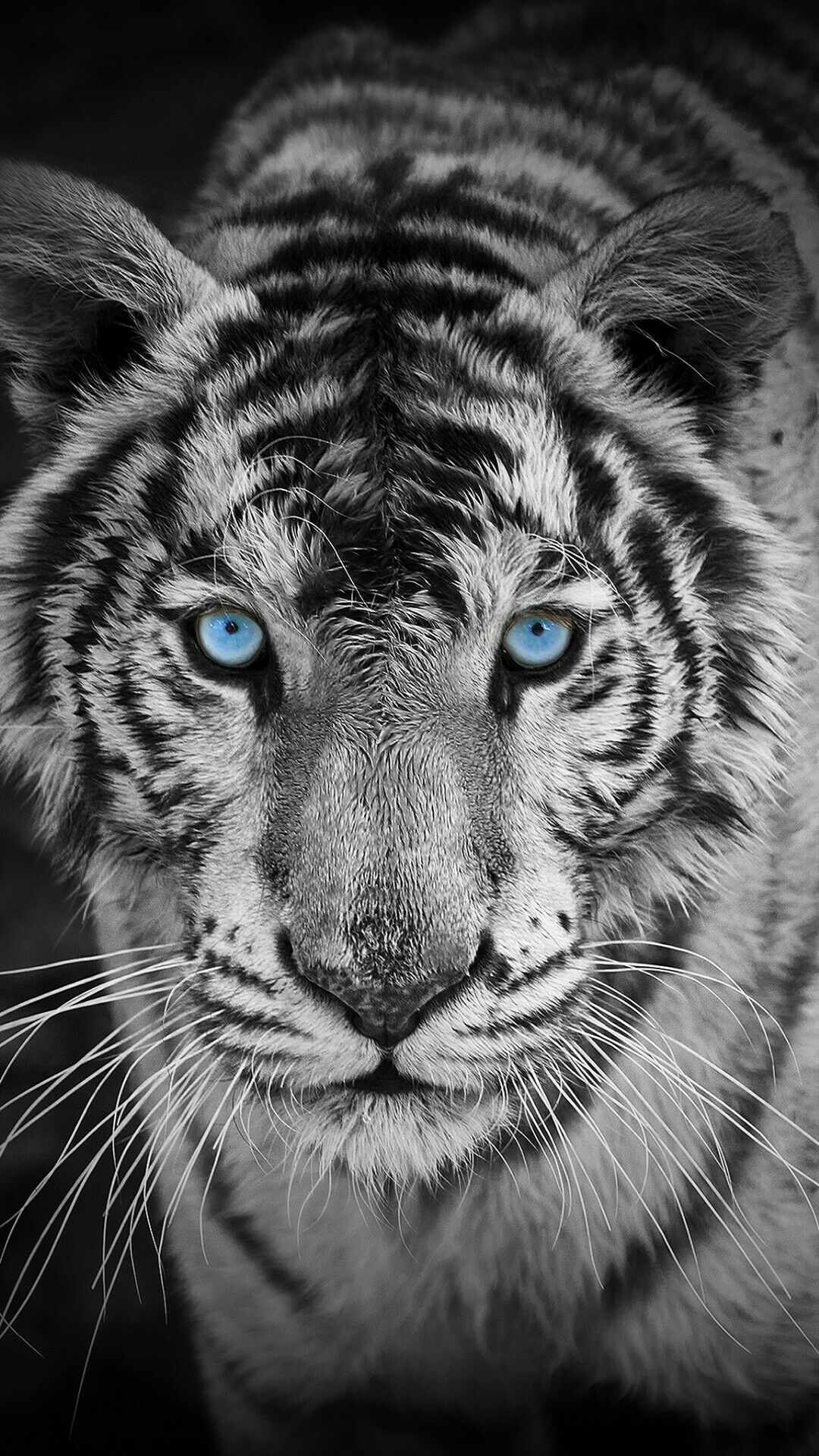 4k Animals Black And White Wallpapers Wallpaper Cave