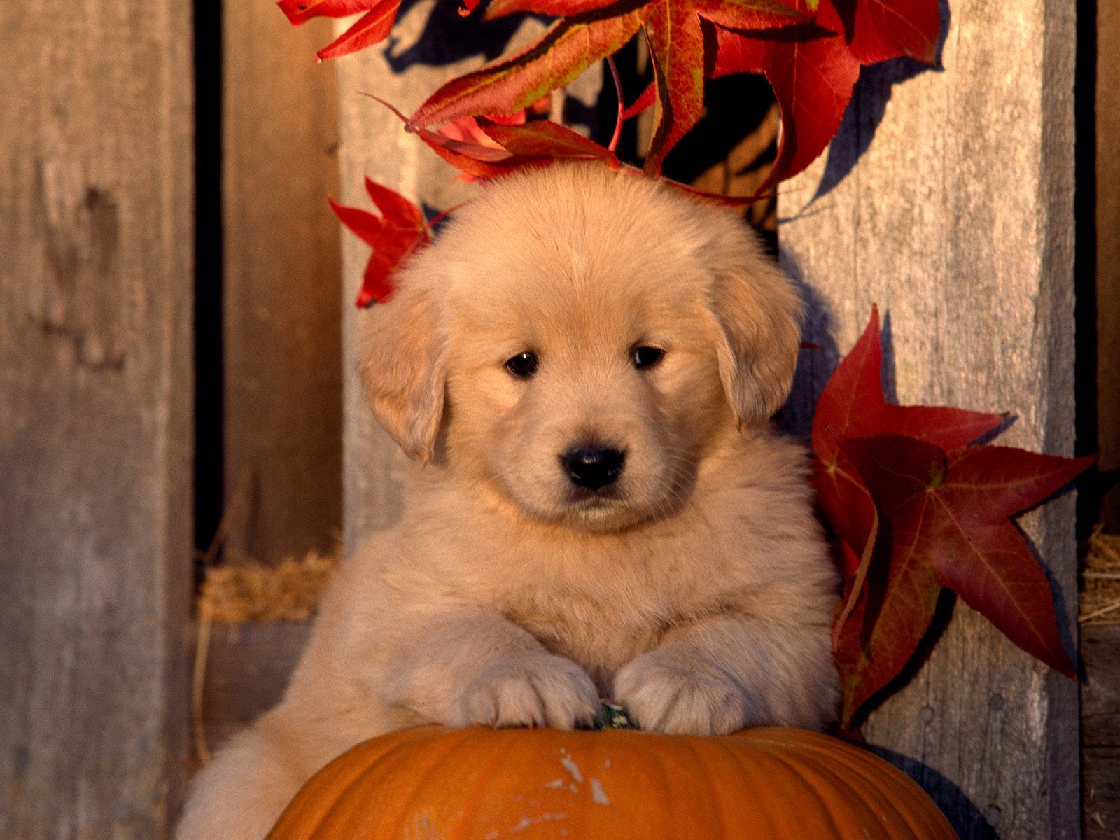 Golden Retriever Puppies Wallpapers Wallpaper Cave