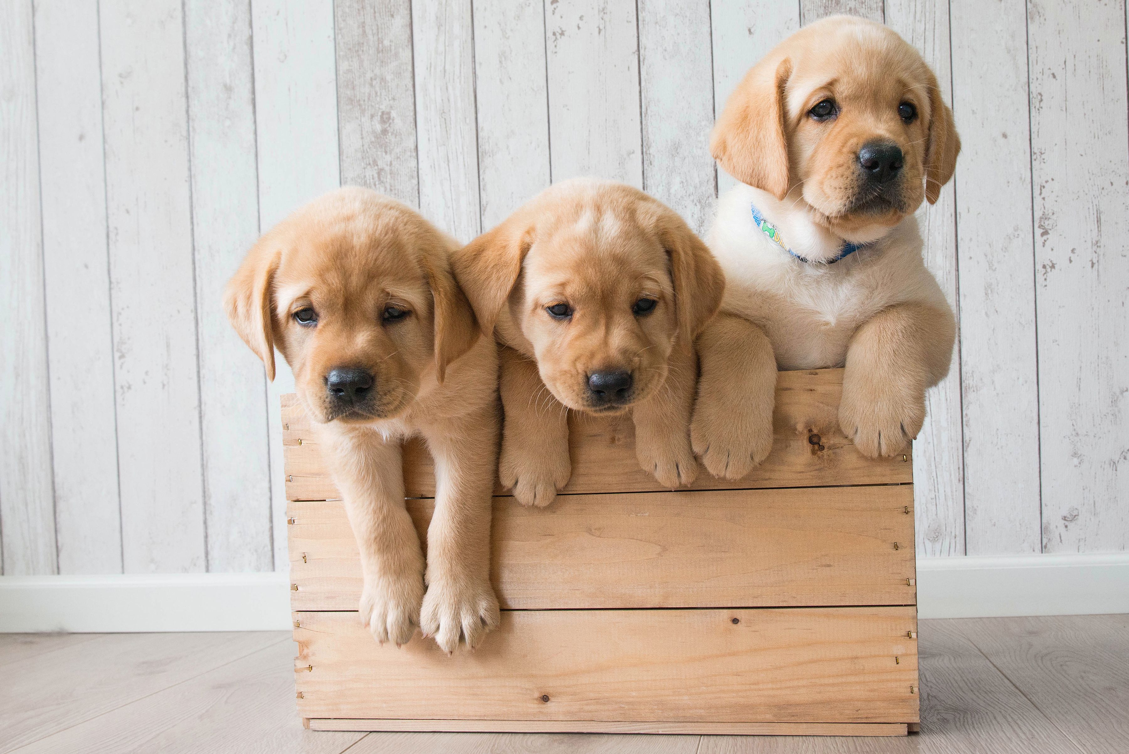 Golden Retriever Puppies Wallpapers Wallpaper Cave