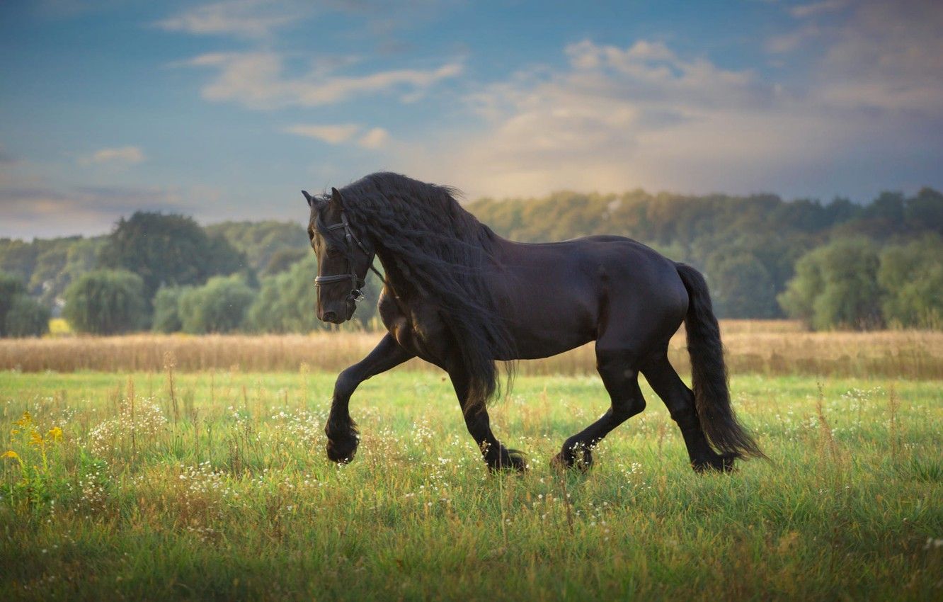 Summer Horse Wallpapers Wallpaper Cave