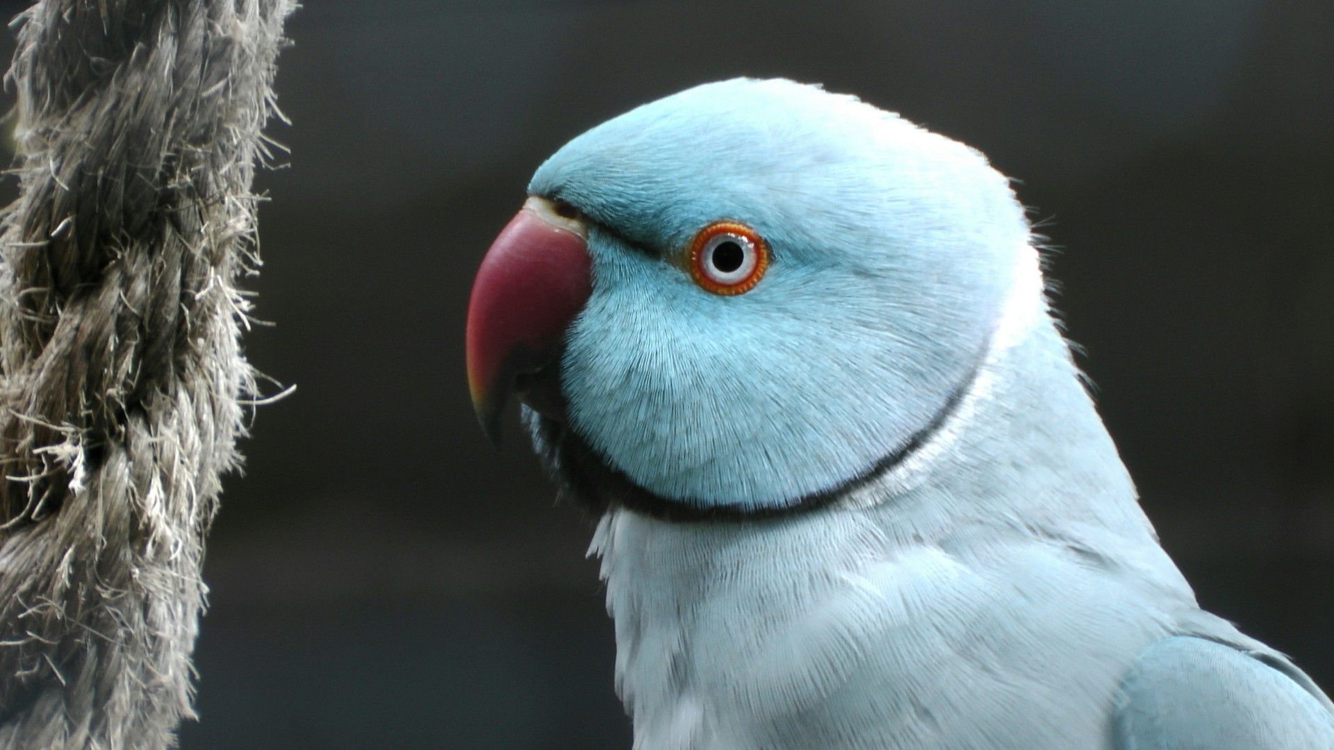 Indian Ringneck Wallpapers Wallpaper Cave