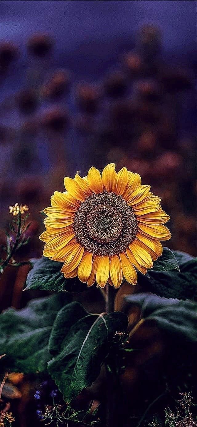 iPhone Sunflower HD Wallpapers Wallpaper Cave