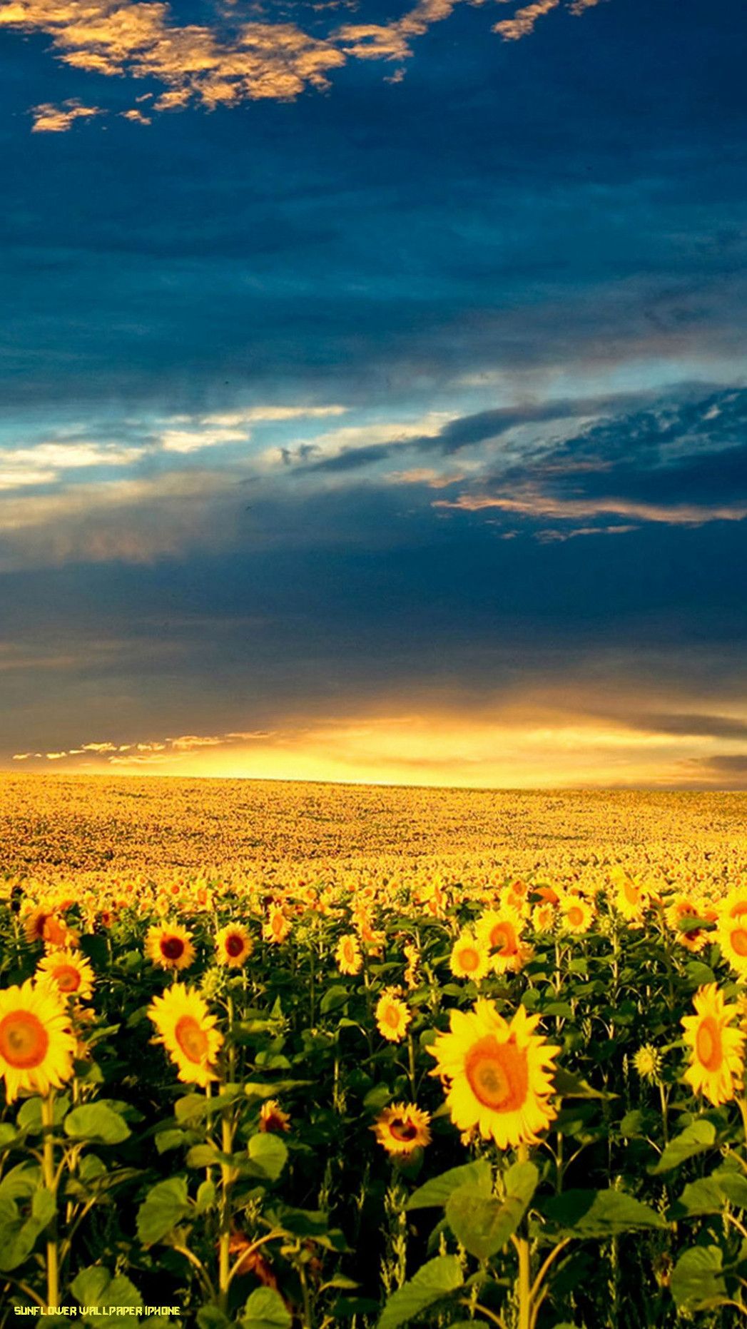 iPhone Sunflower HD Wallpapers Wallpaper Cave