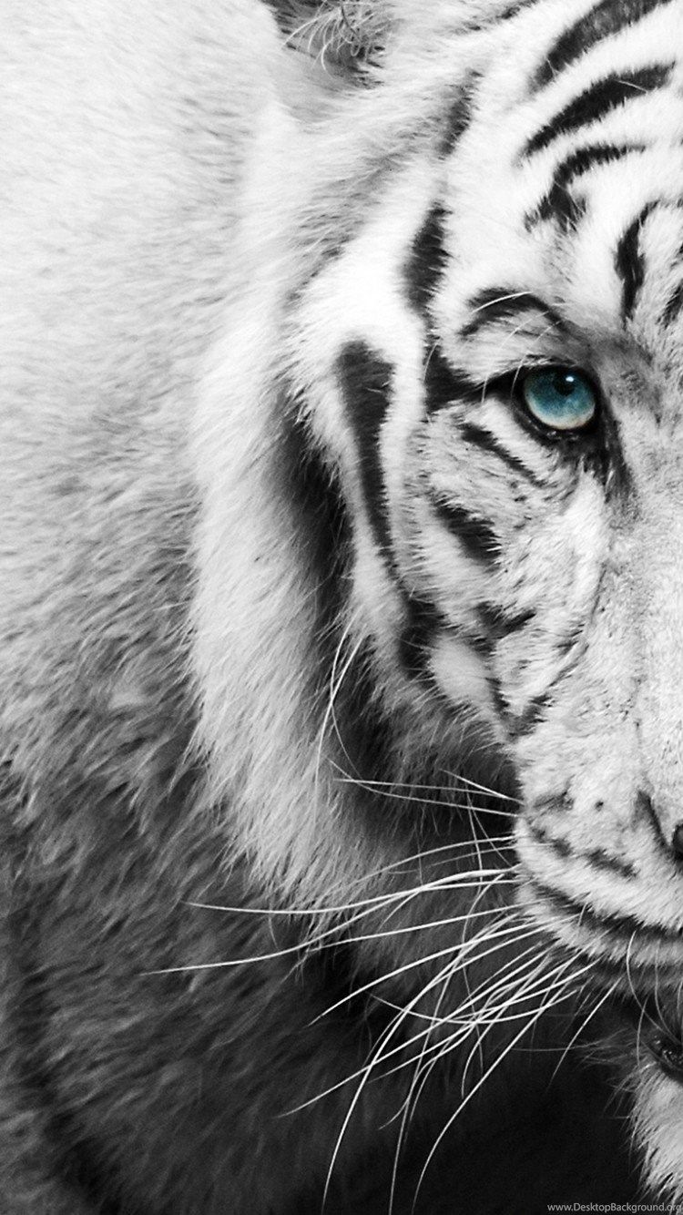 Tiger iPhone Wallpapers Wallpaper Cave