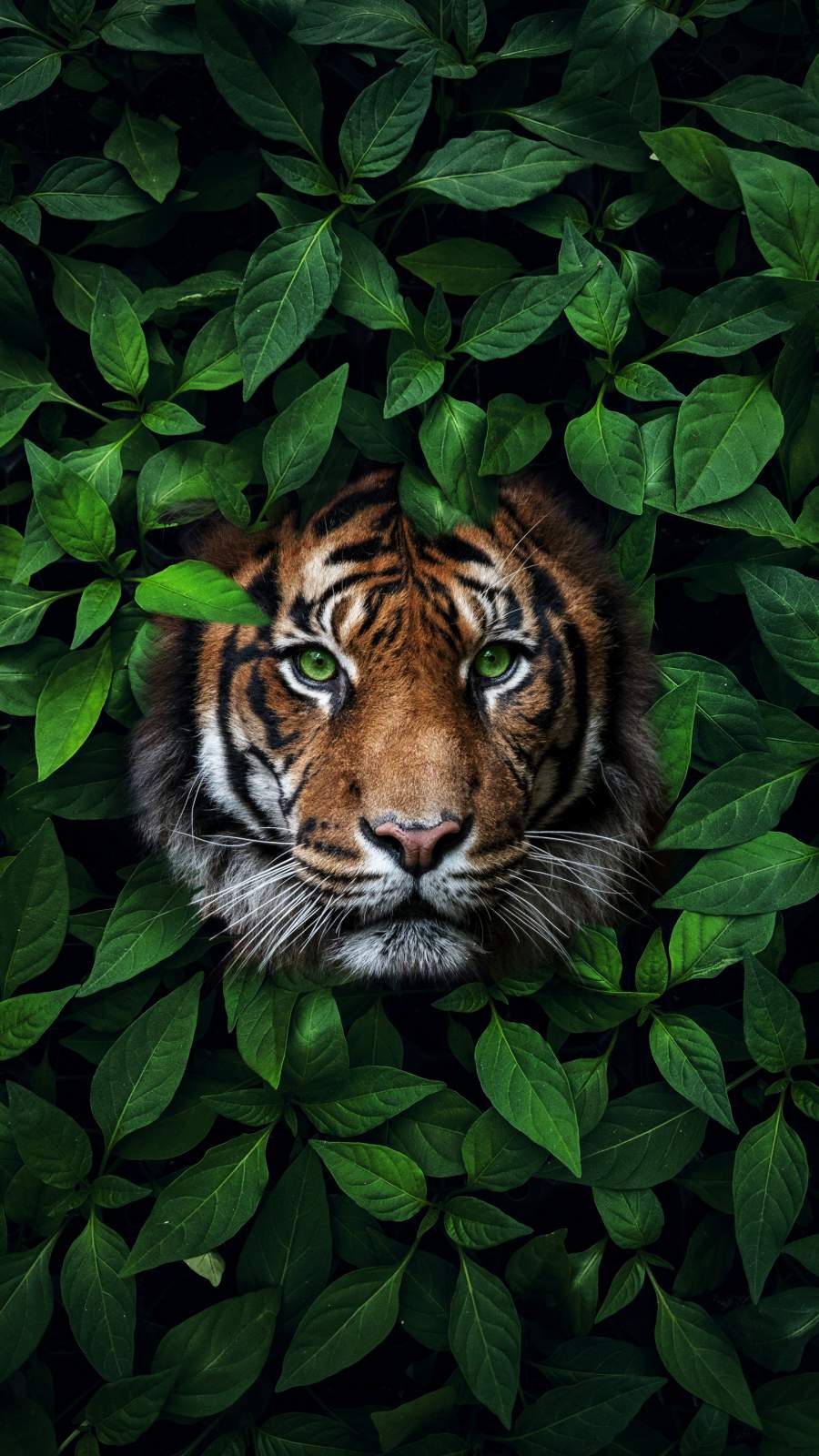 Tiger iPhone Wallpapers Wallpaper Cave