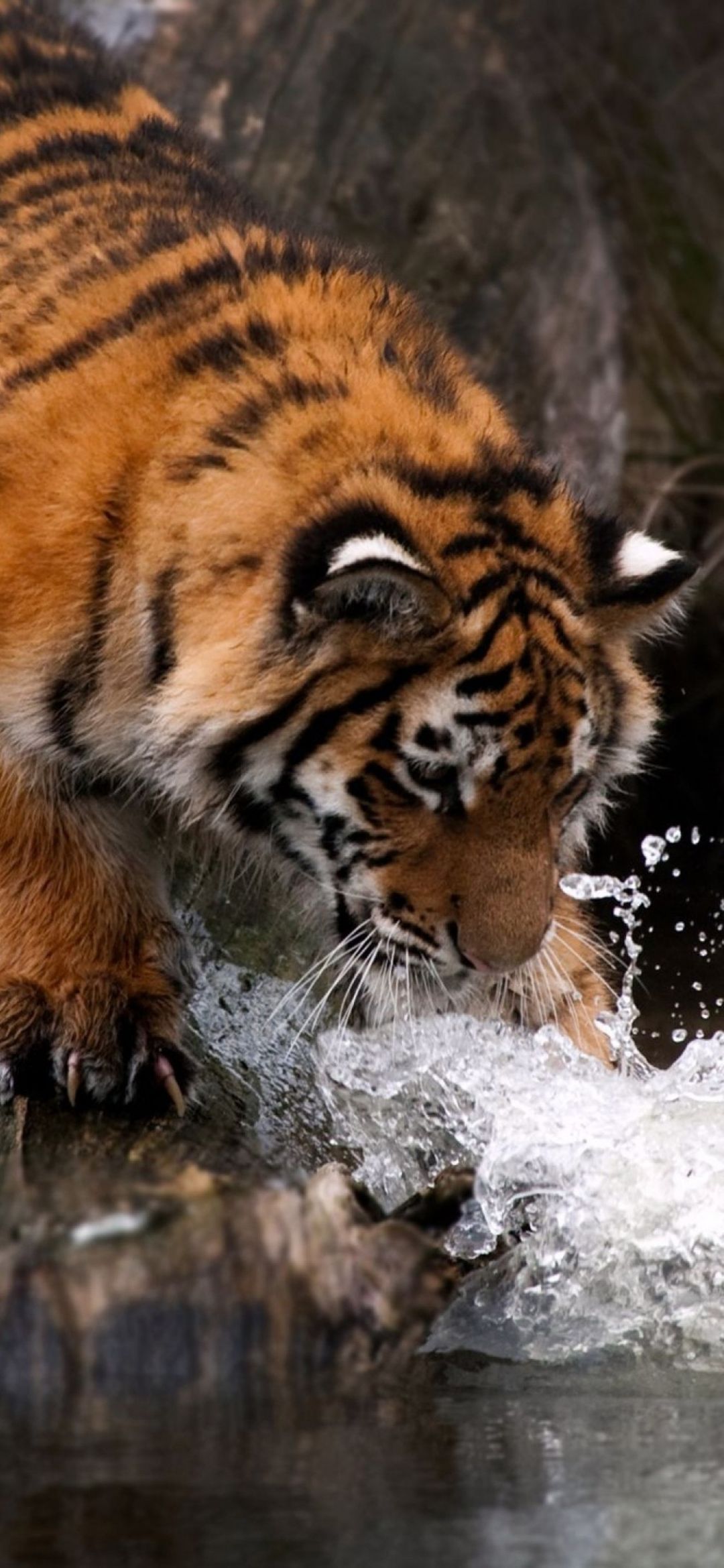 Tiger iPhone Wallpapers Wallpaper Cave