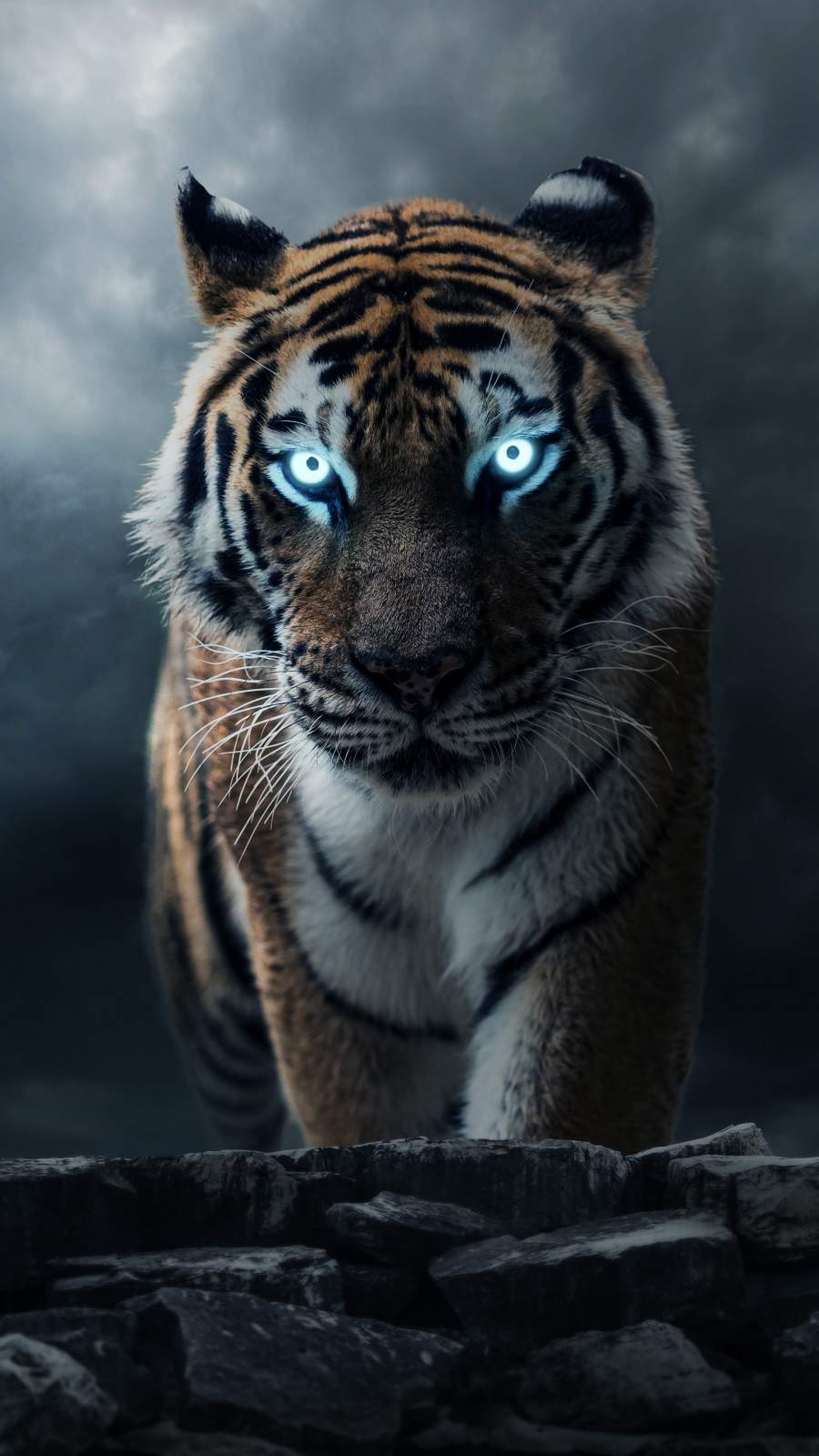 Tiger HD iPhone Wallpapers Wallpaper Cave