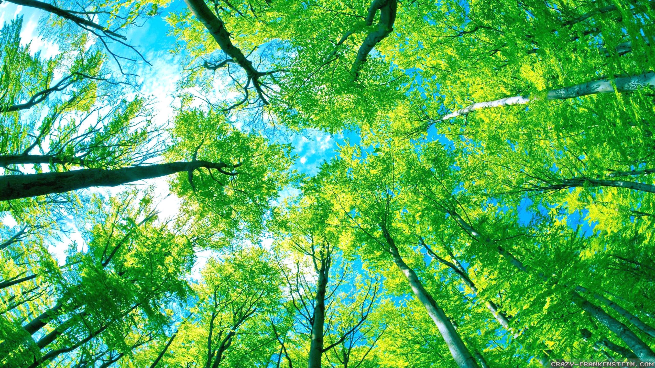 Green Summer Wallpapers Wallpaper Cave