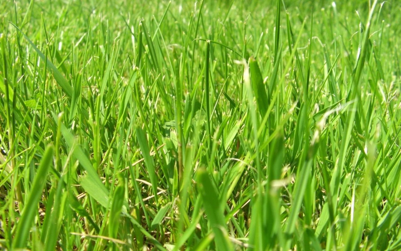 Green Summer Wallpapers Wallpaper Cave