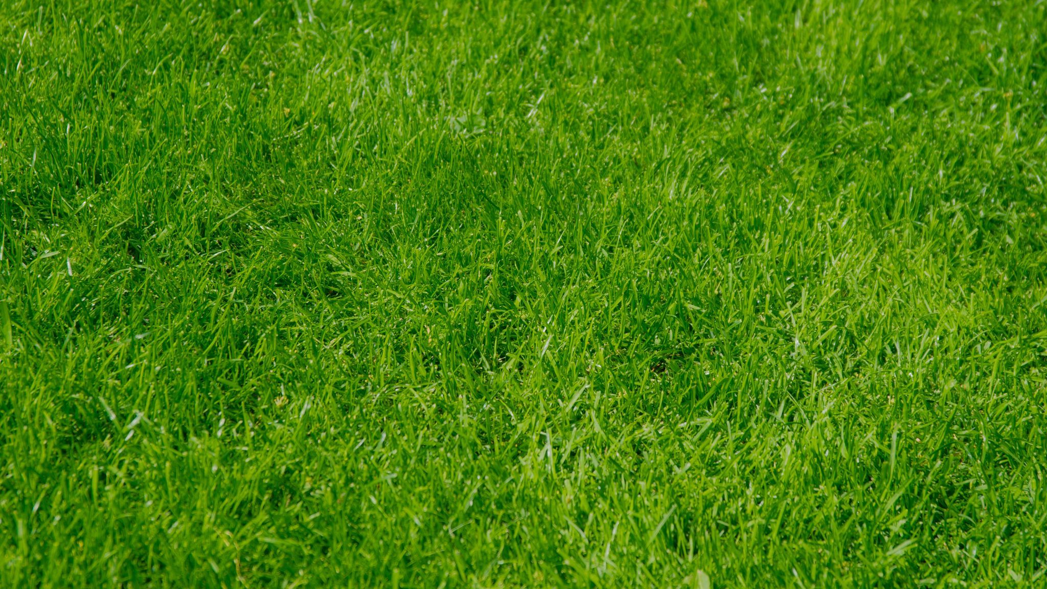 Green Summer Wallpapers Wallpaper Cave