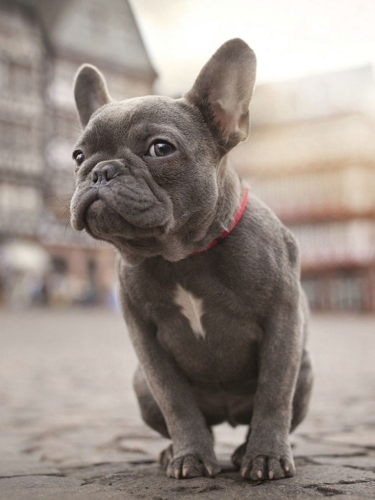 French Bulldog Puppies Wallpaper