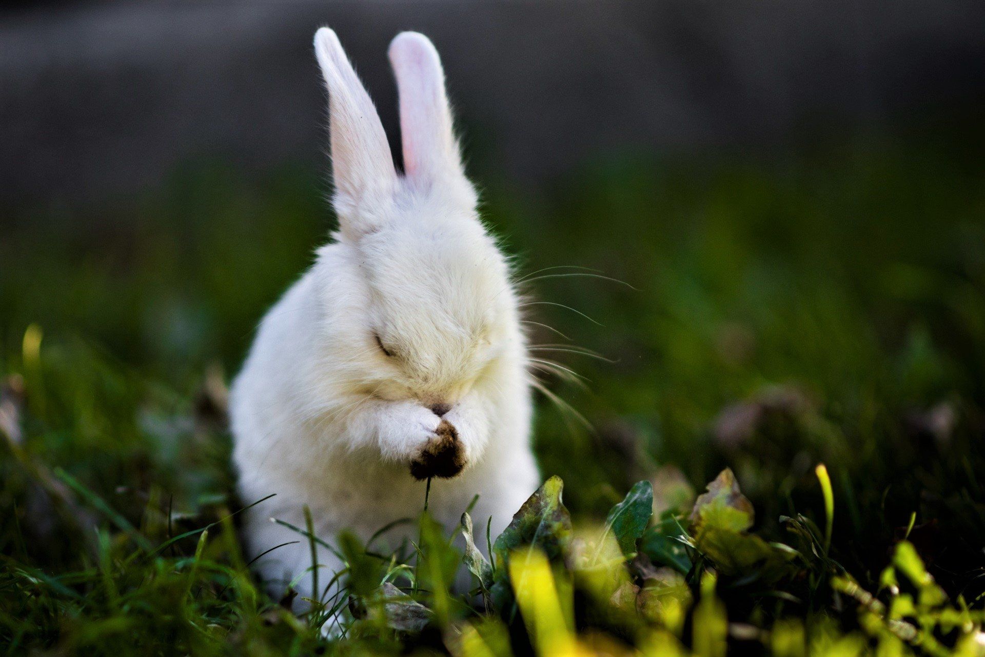 White Rabbit HD Wallpapers Wallpaper Cave
