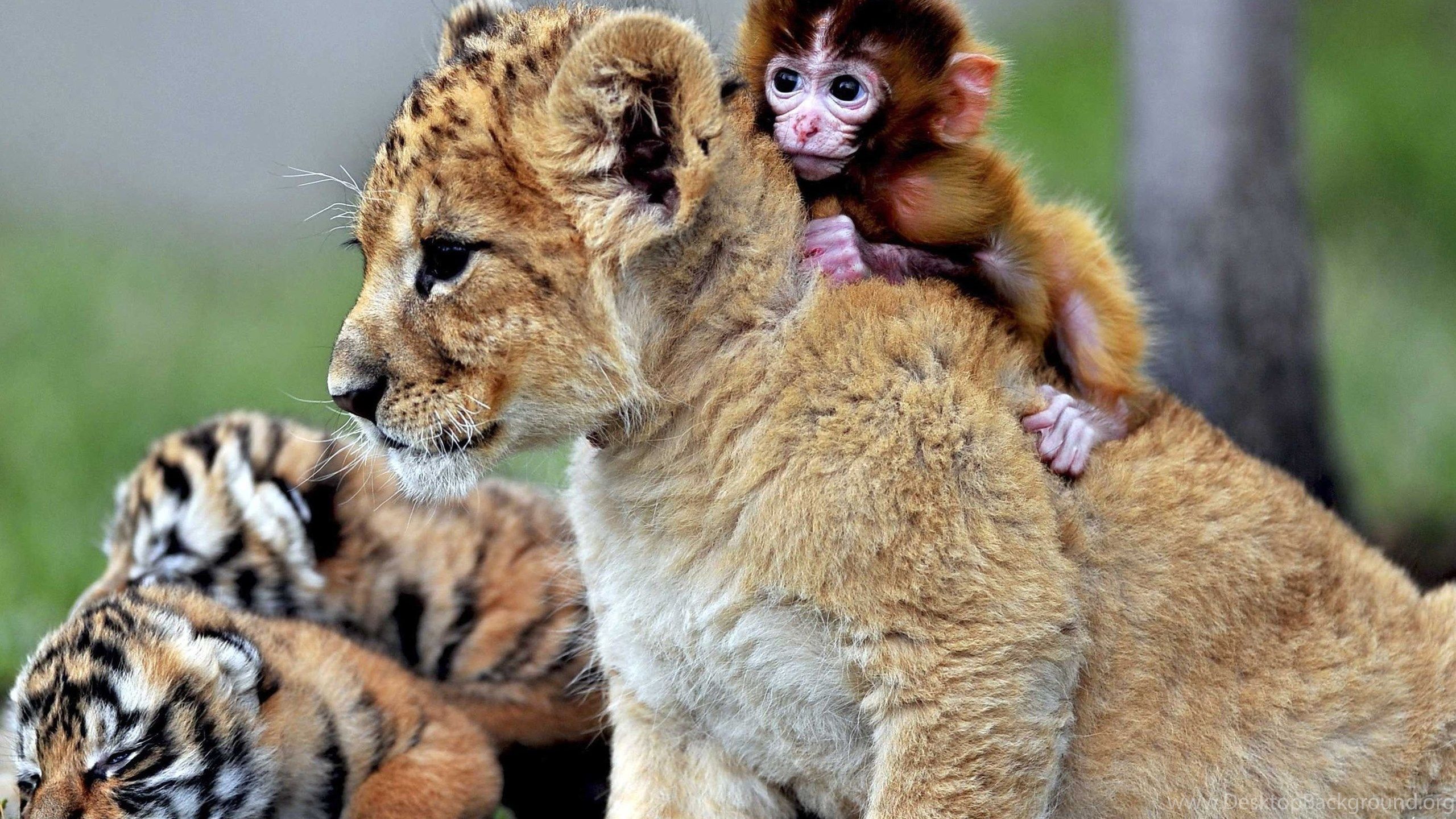 Puffy Wallpapers Wallpaper Cave