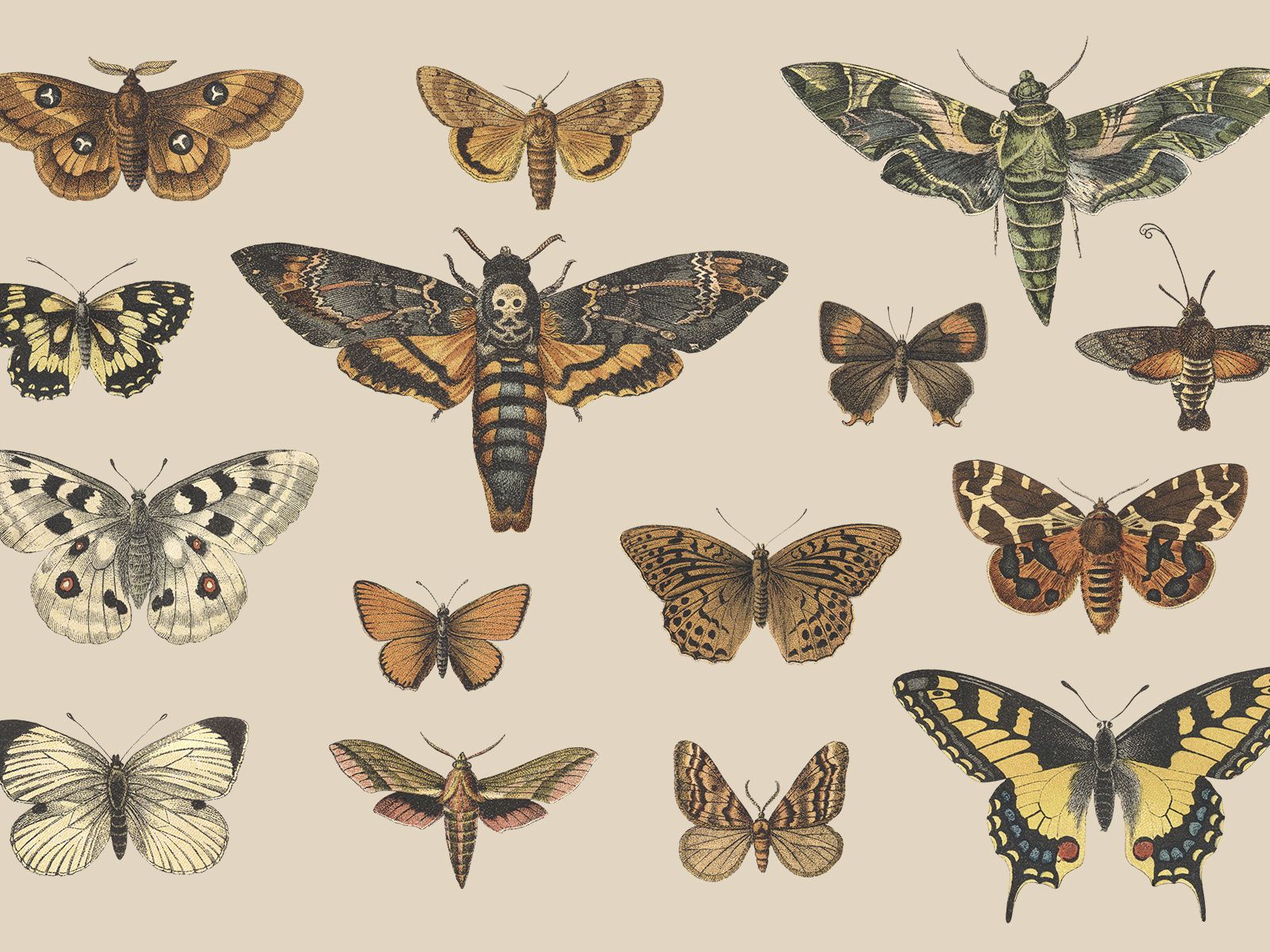 Butterflies And Moths Wallpapers Wallpaper Cave