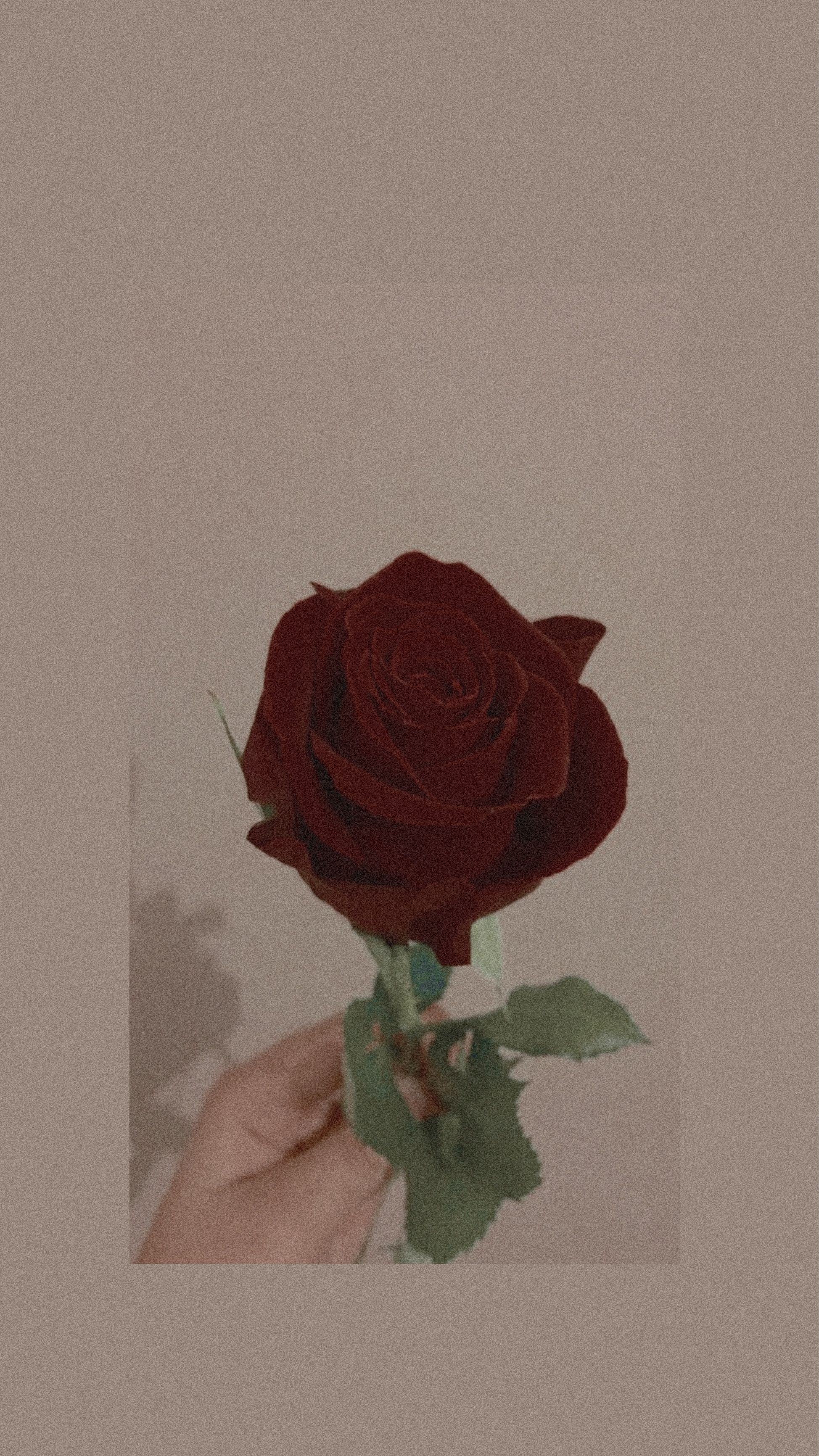 Red Roses Aesthetic Wallpapers Wallpaper Cave