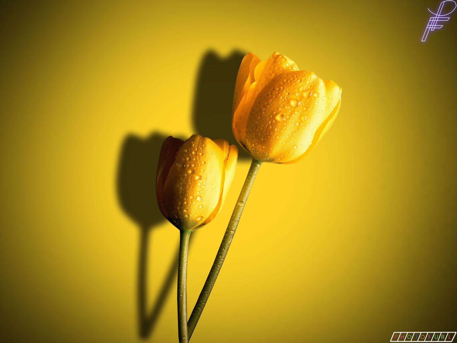 Yellow Color Wallpapers Wallpaper Cave