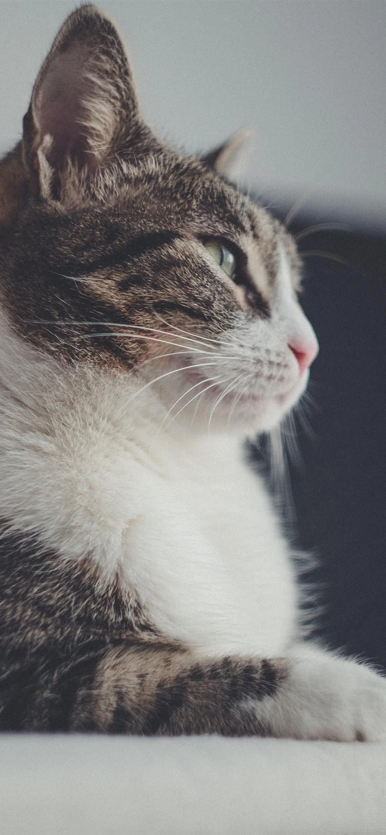 Cat iPhone Wallpapers Wallpaper Cave