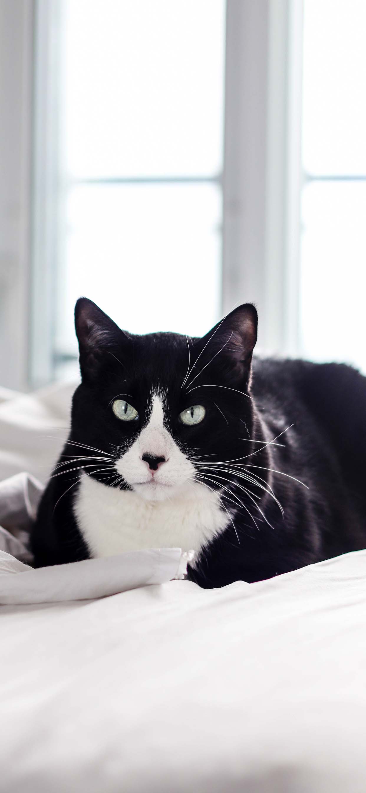 Cat iPhone Wallpapers Wallpaper Cave