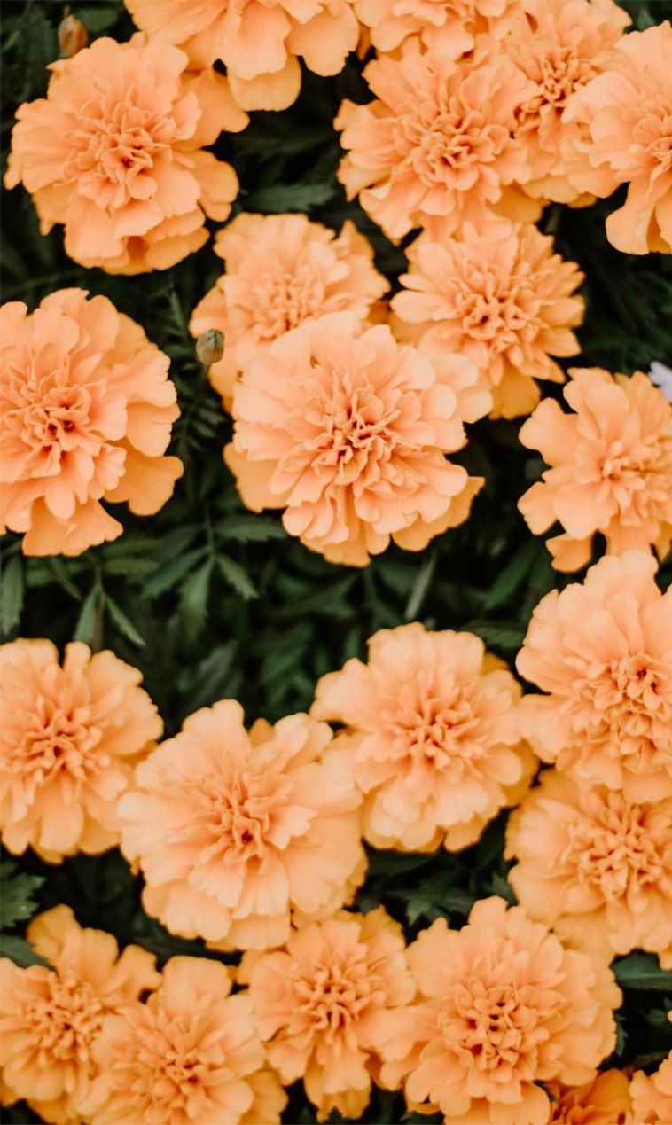 Orange Flower Wallpapers Wallpaper Cave