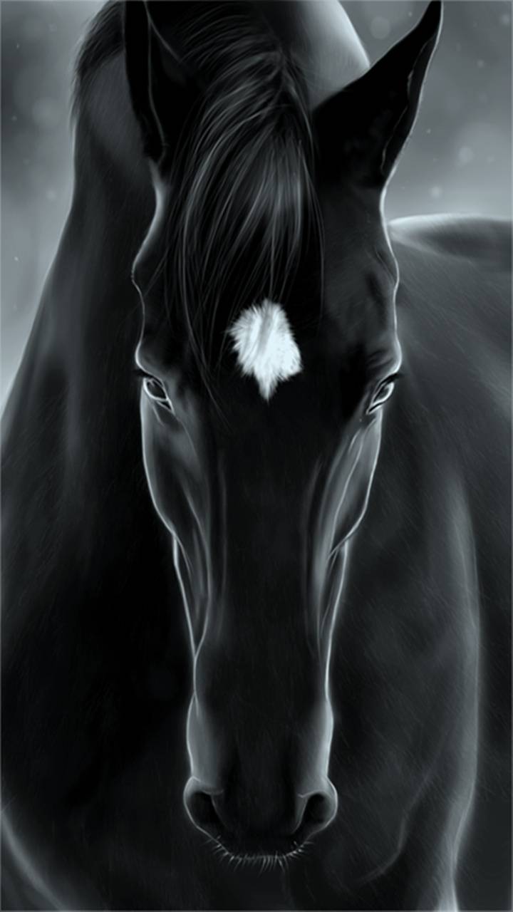Black Horse iPhone Wallpapers Wallpaper Cave
