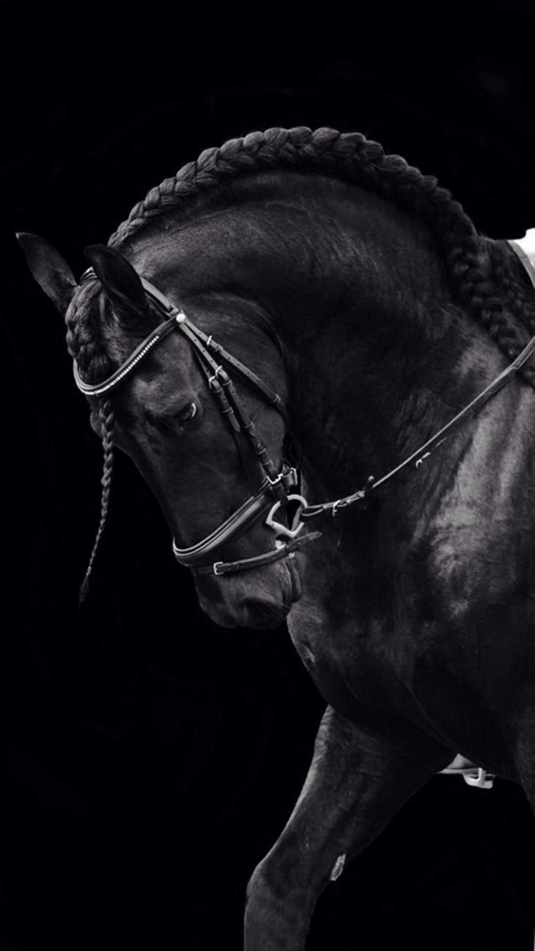 Black Horse iPhone Wallpapers Wallpaper Cave