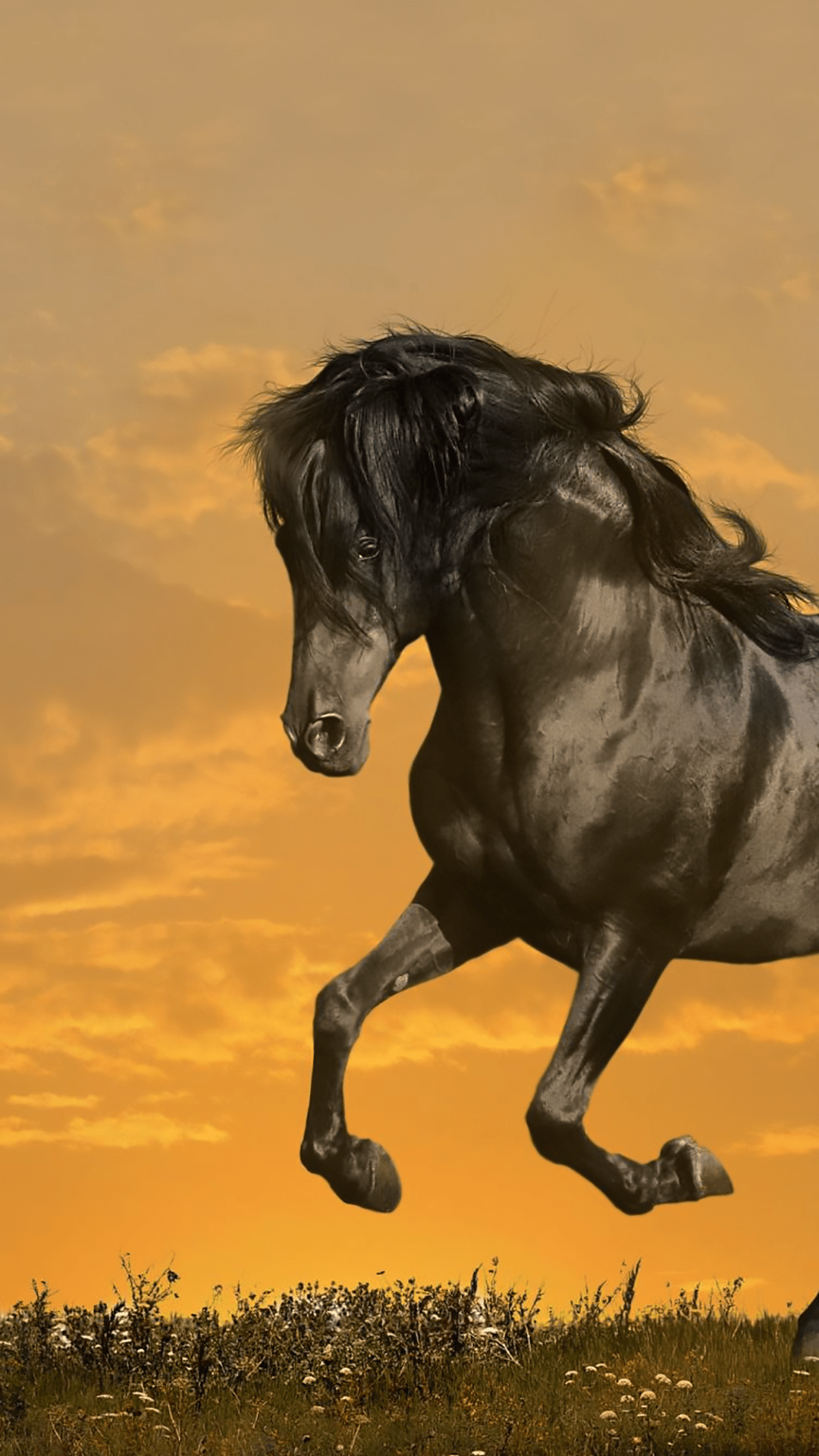 Black Horse iPhone Wallpapers Wallpaper Cave
