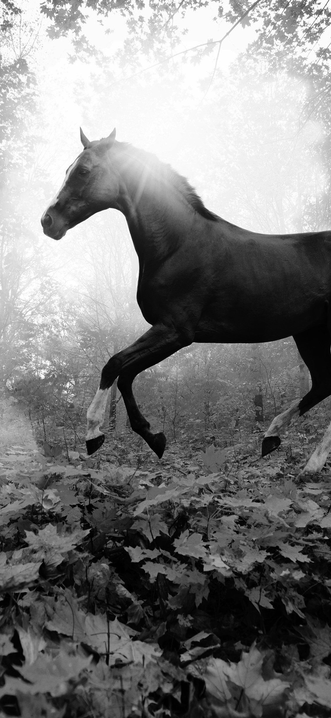 Black Horse iPhone Wallpapers Wallpaper Cave