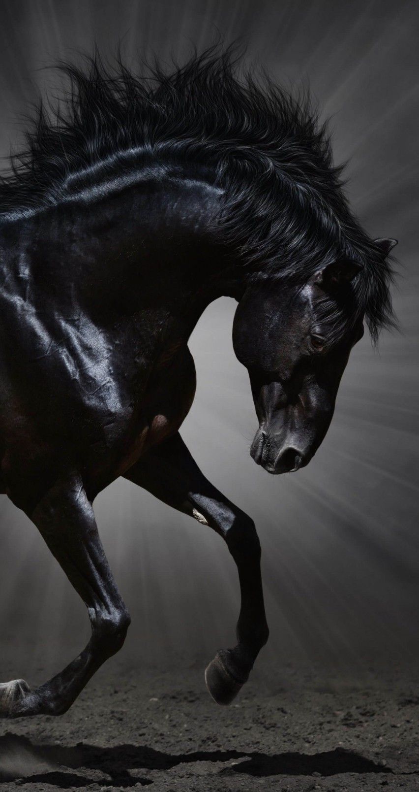 Black Horse iPhone Wallpapers Wallpaper Cave