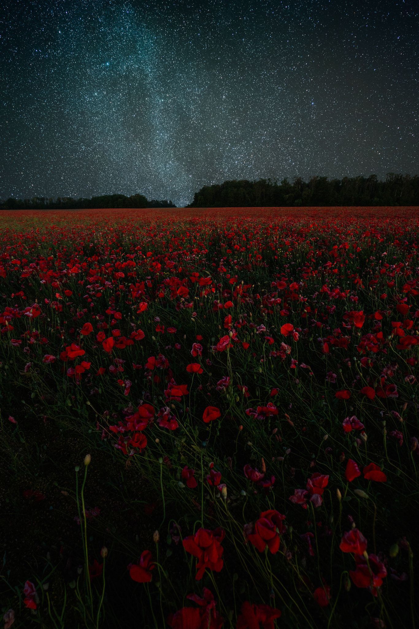 Aesthetic Red Flower Field Wallpapers Wallpaper Cave