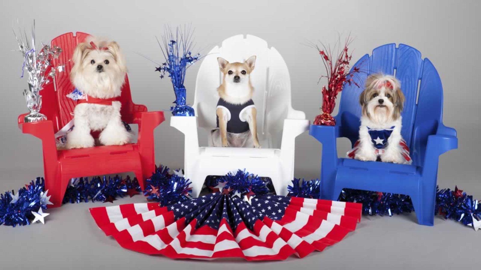 4th Of July Puppies Wallpapers Wallpaper Cave