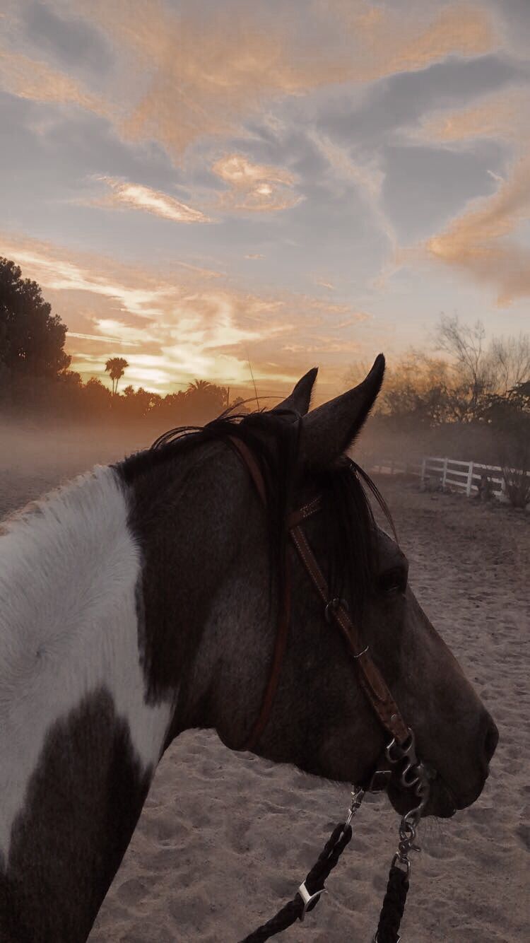 Aesthetic Sunset Horse Wallpapers Wallpaper Cave