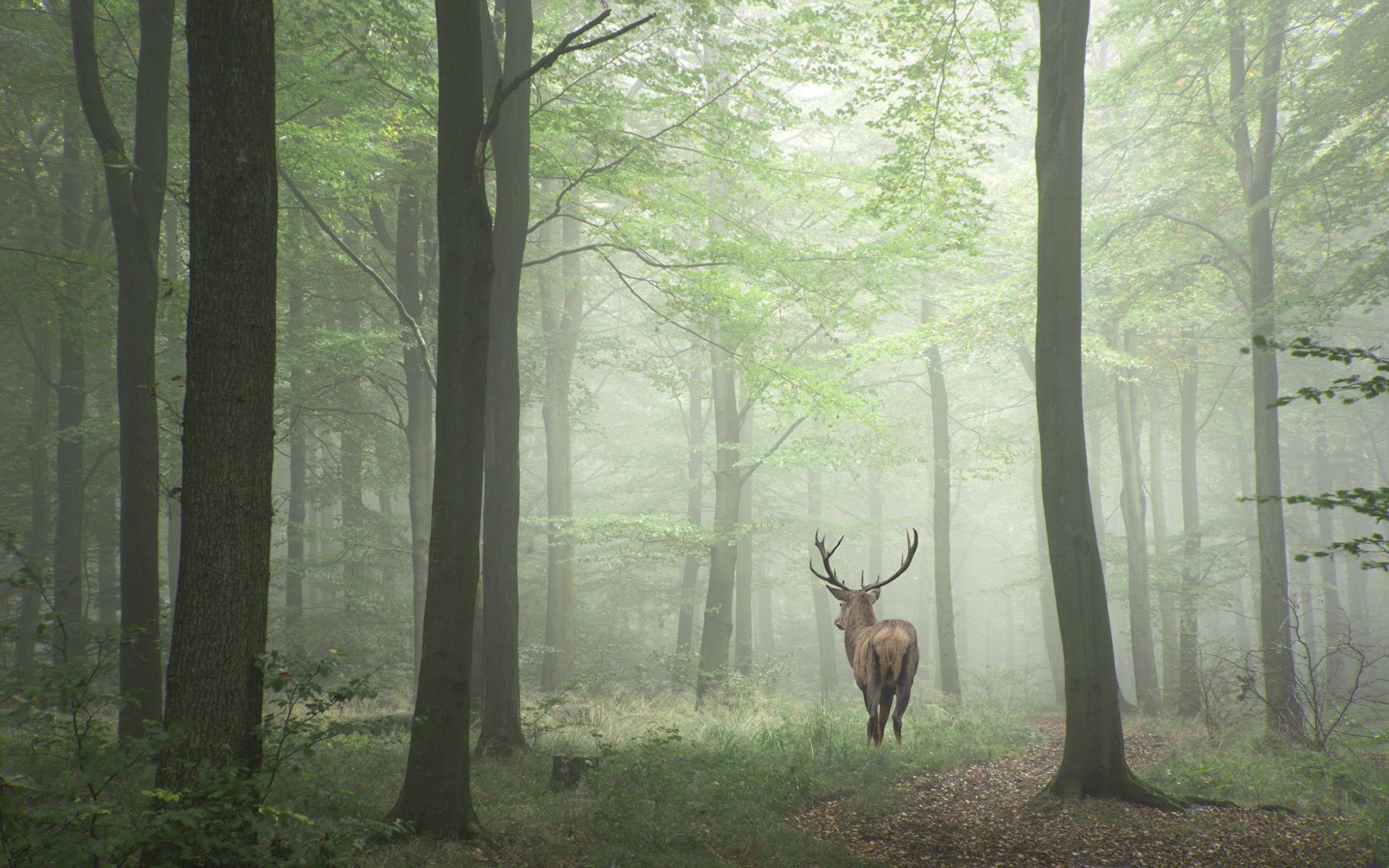 Deer Forest Trees HD Wallpapers Wallpaper Cave
