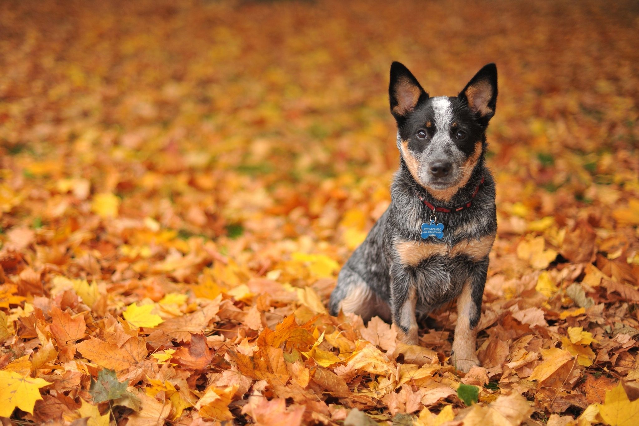 Blue Heeler Wallpapers Wallpaper Cave