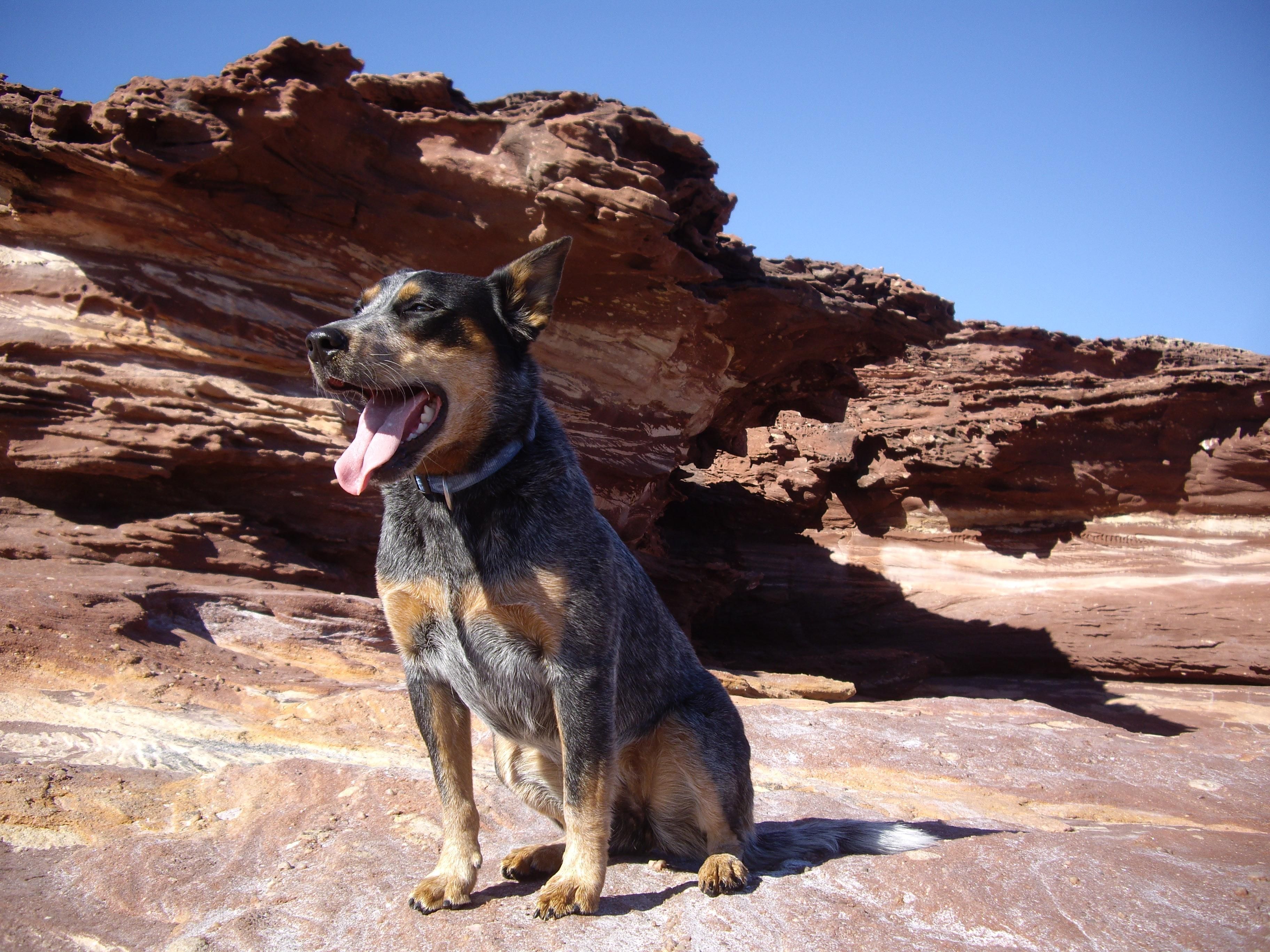 Blue Heeler Wallpapers Wallpaper Cave